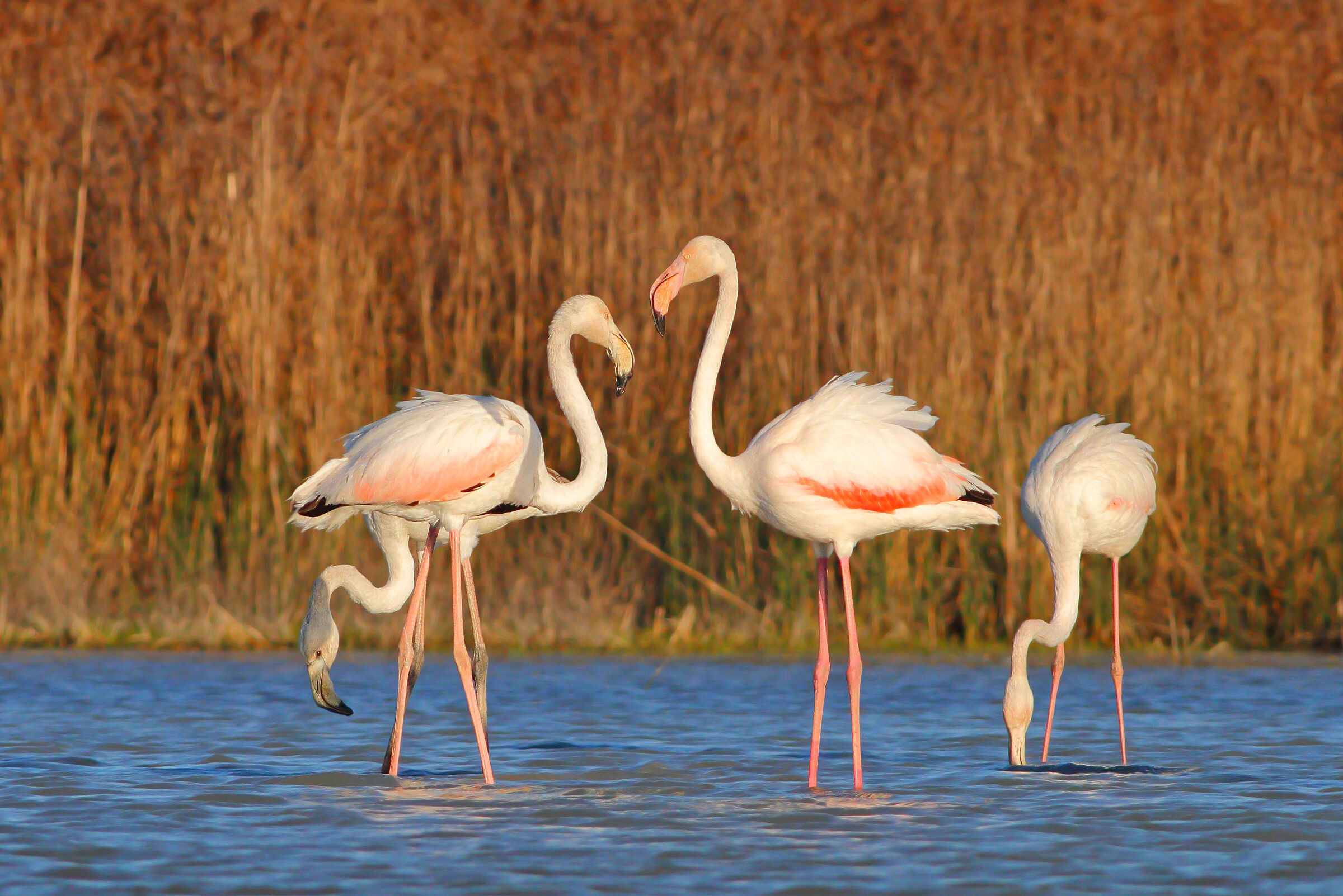 Fenicotteri rosa