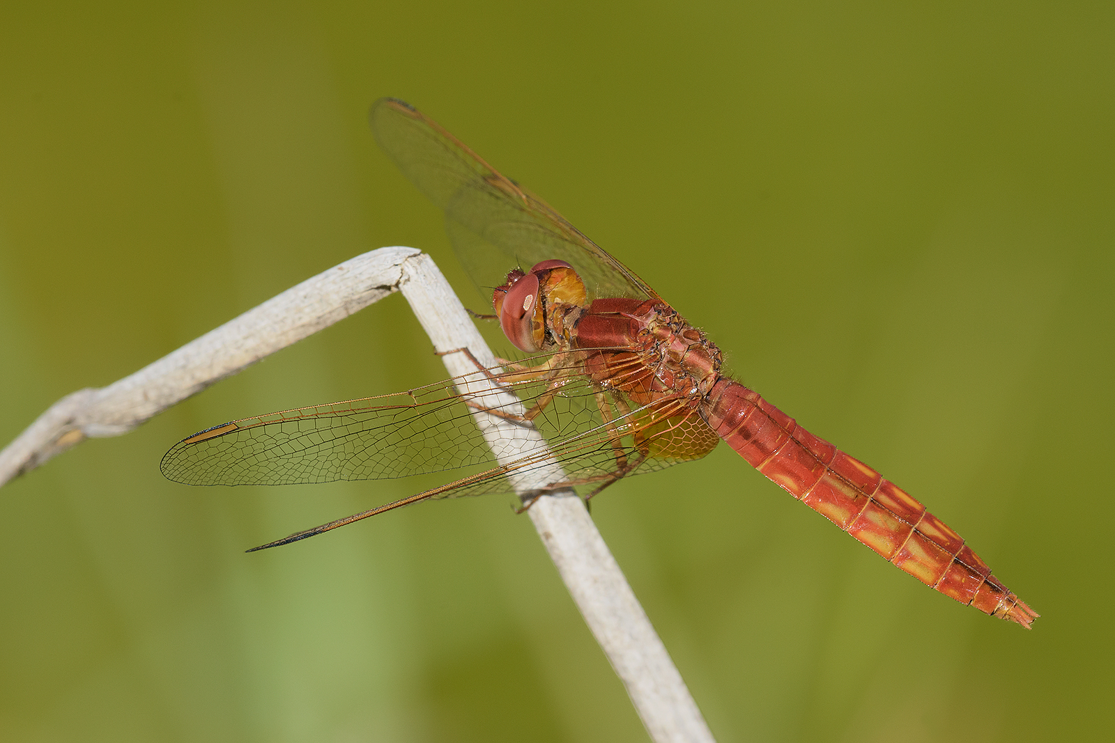 Crocothemis erythraea (maschio).