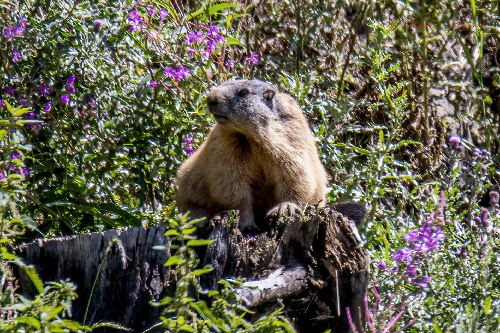 Marmotta