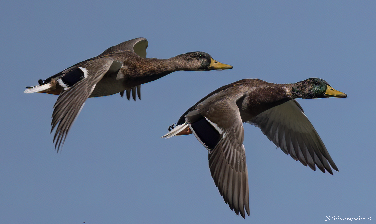 Germani in "cambio abito"
