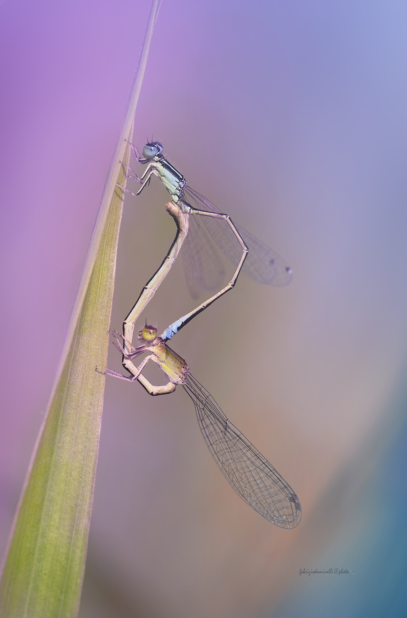 Ischnura pumilio - copula