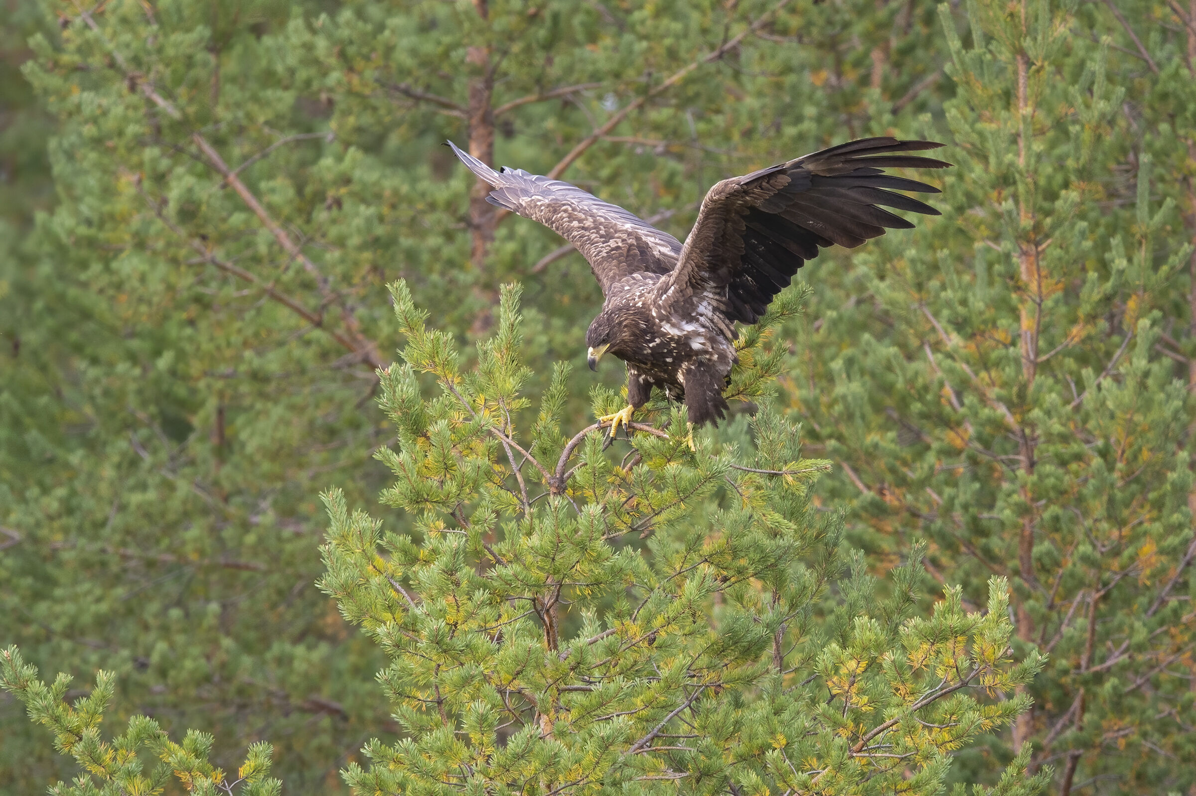 Sea eagle ( Haliaeetus albacilla), young