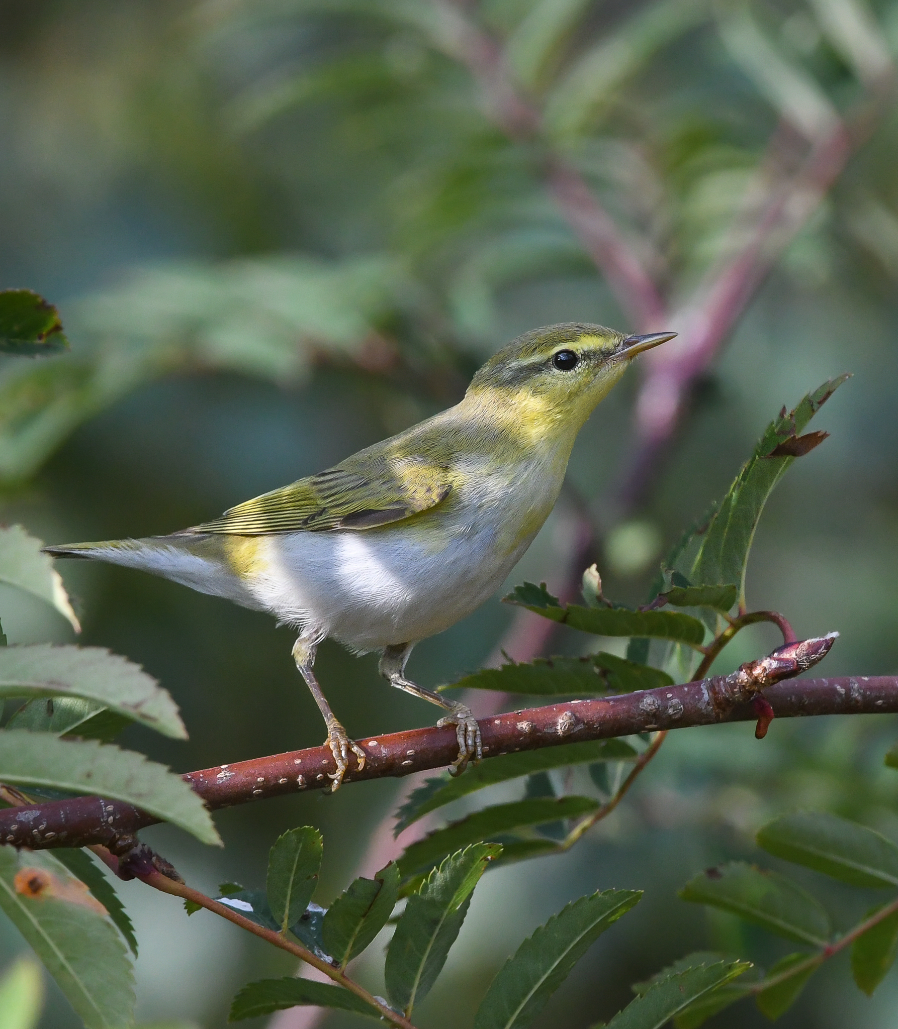 Luì verde ambientato