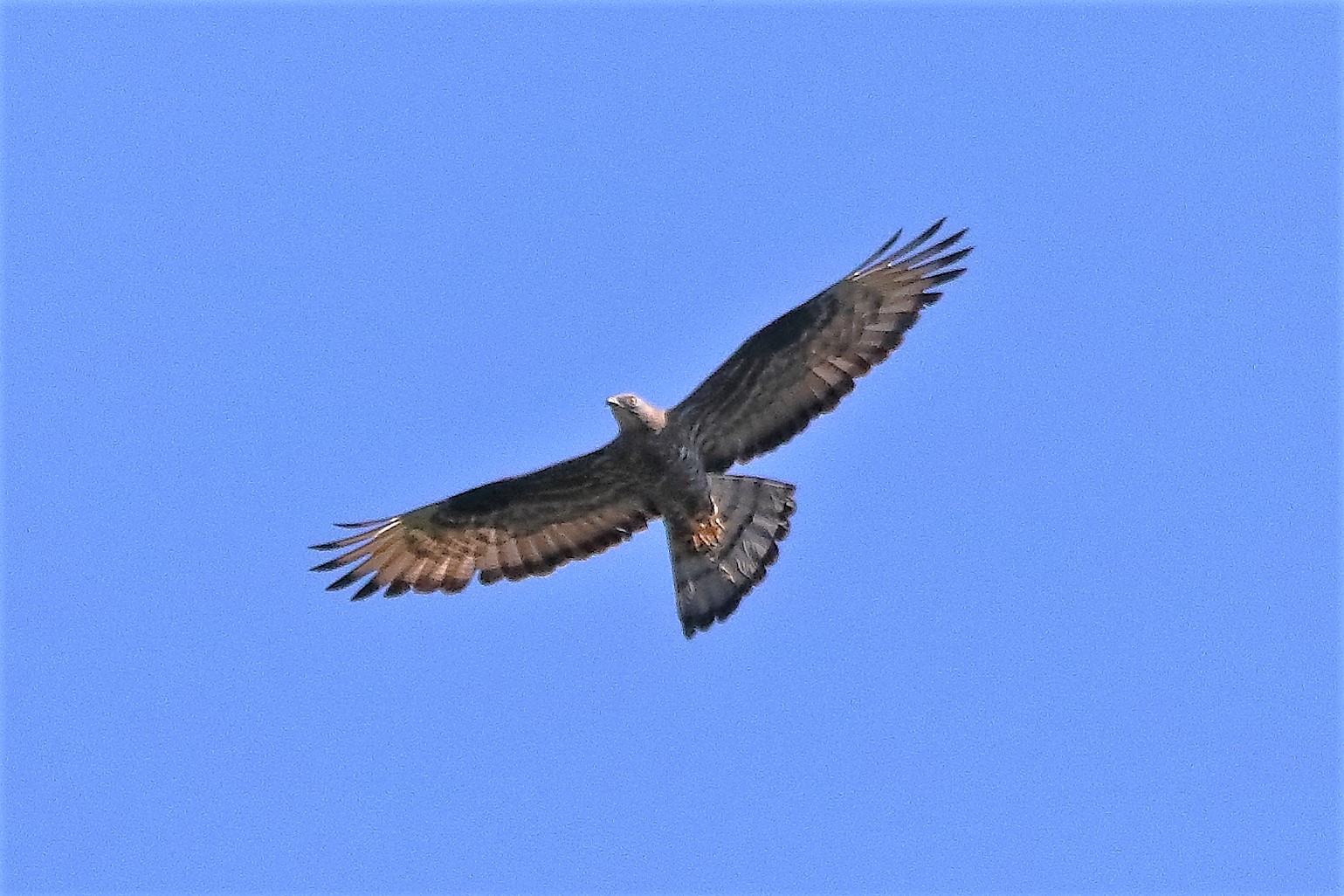 falco pecchiaiolo 02-07-2022