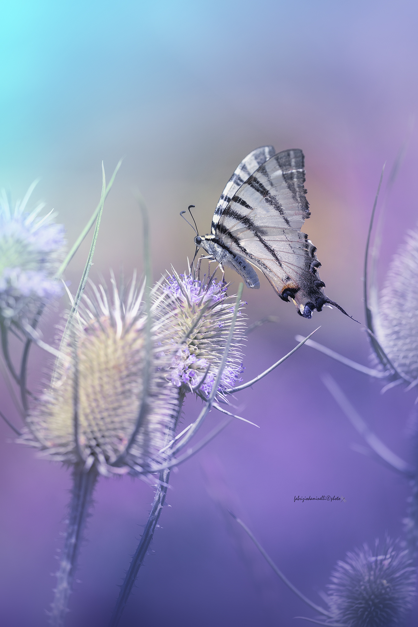 Iphiclides podalirius