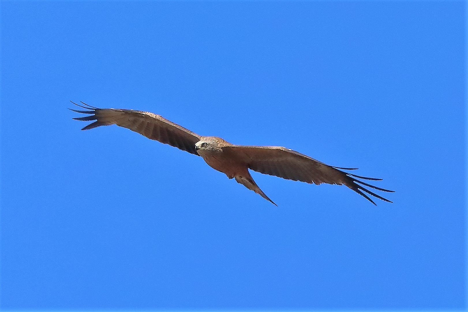 Nibbio bruno 09-07-2022