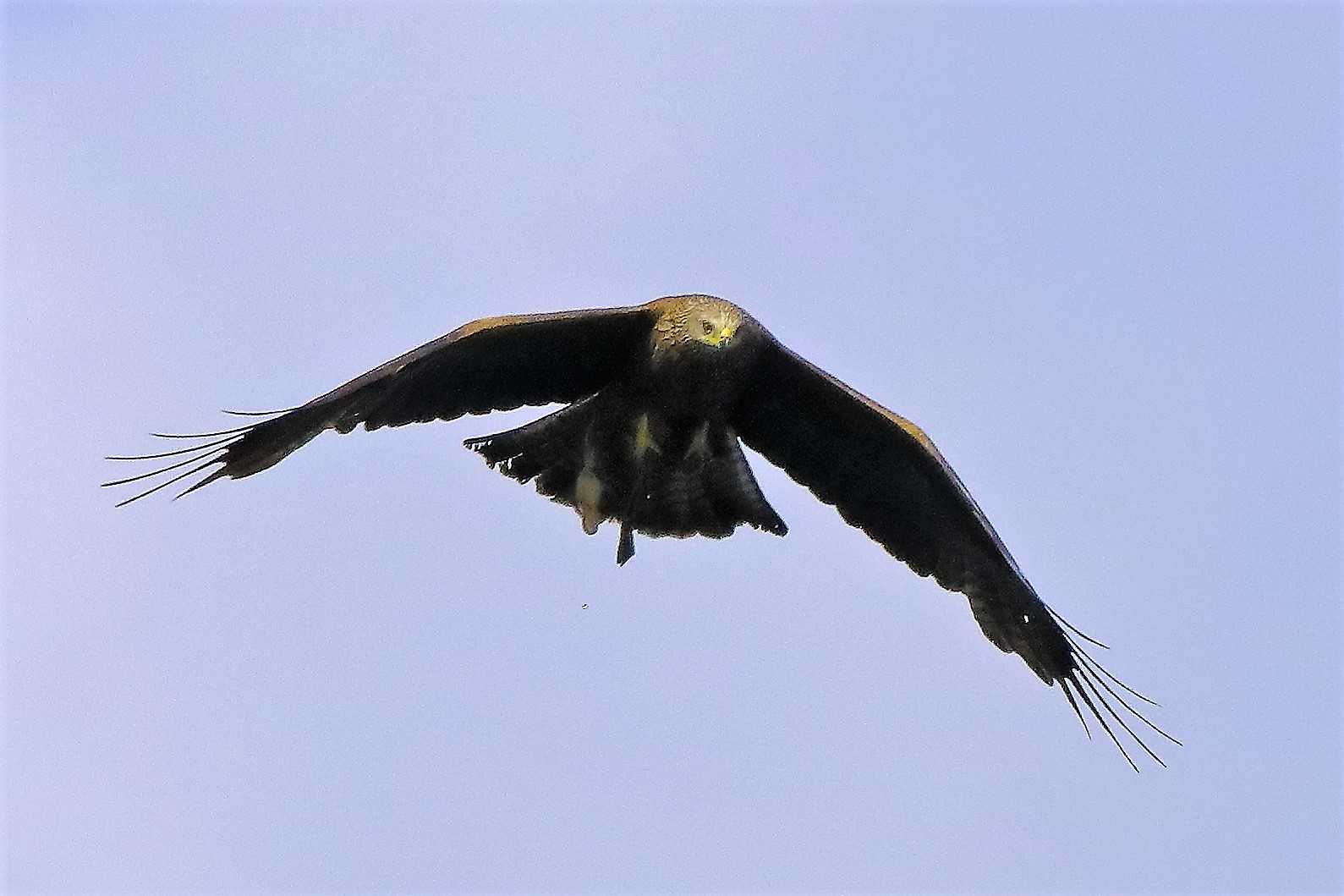 Nibbio bruno 06-06-2022