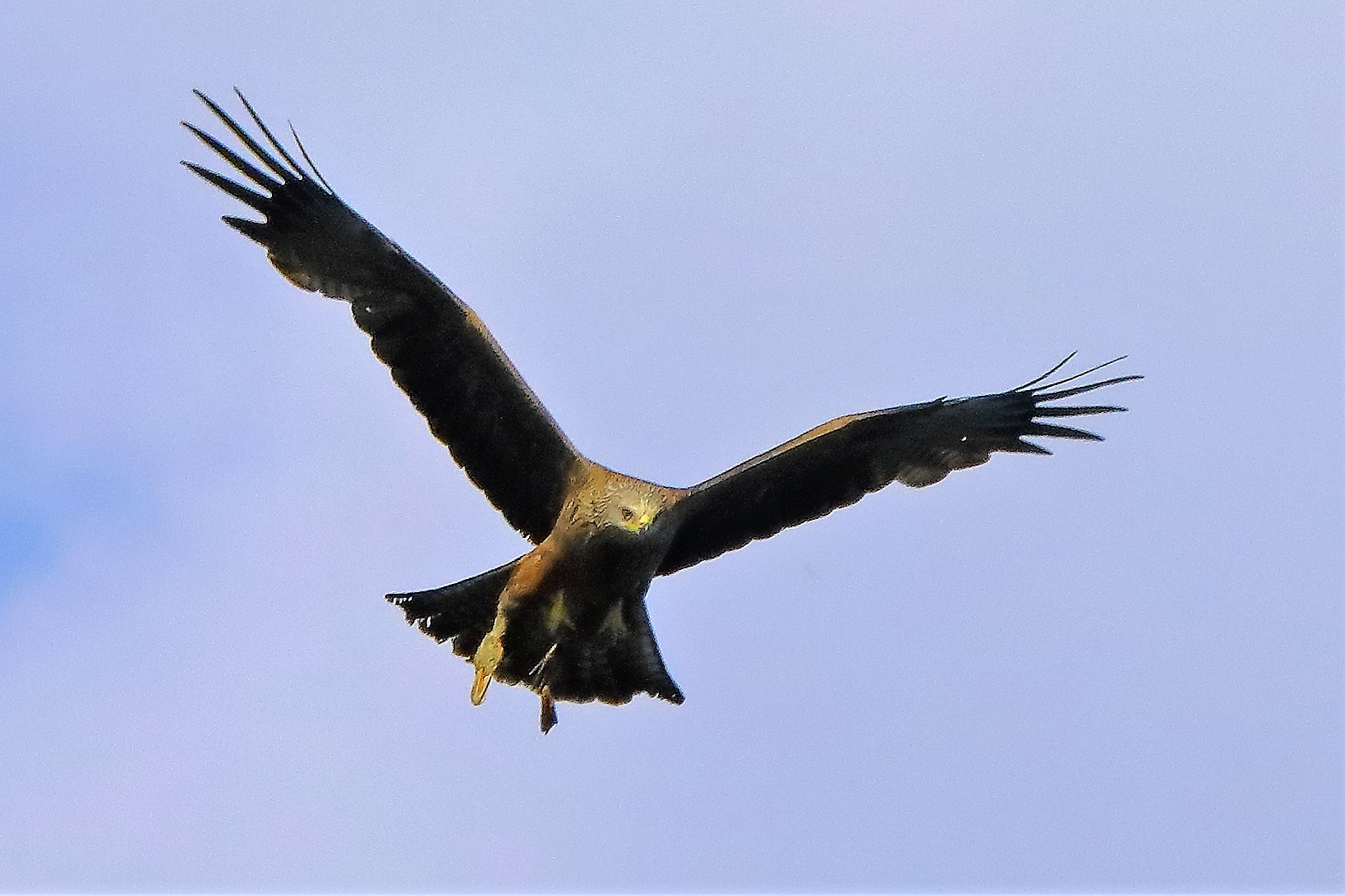 Nibbio bruno 06-06-2022