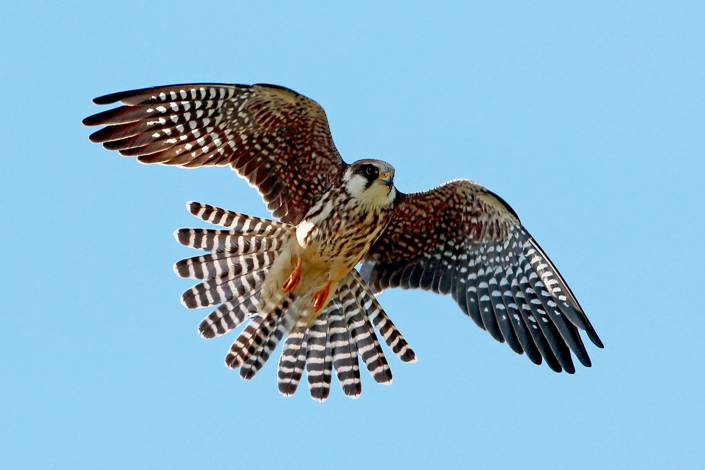 Young female Cuckoo Falcon.