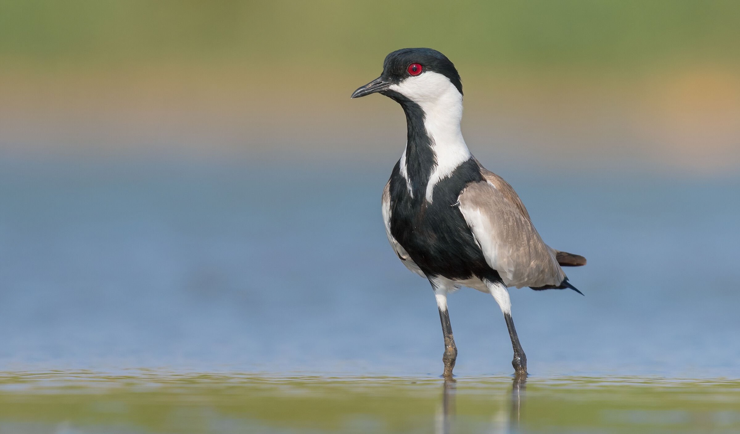 spur winged lapwing