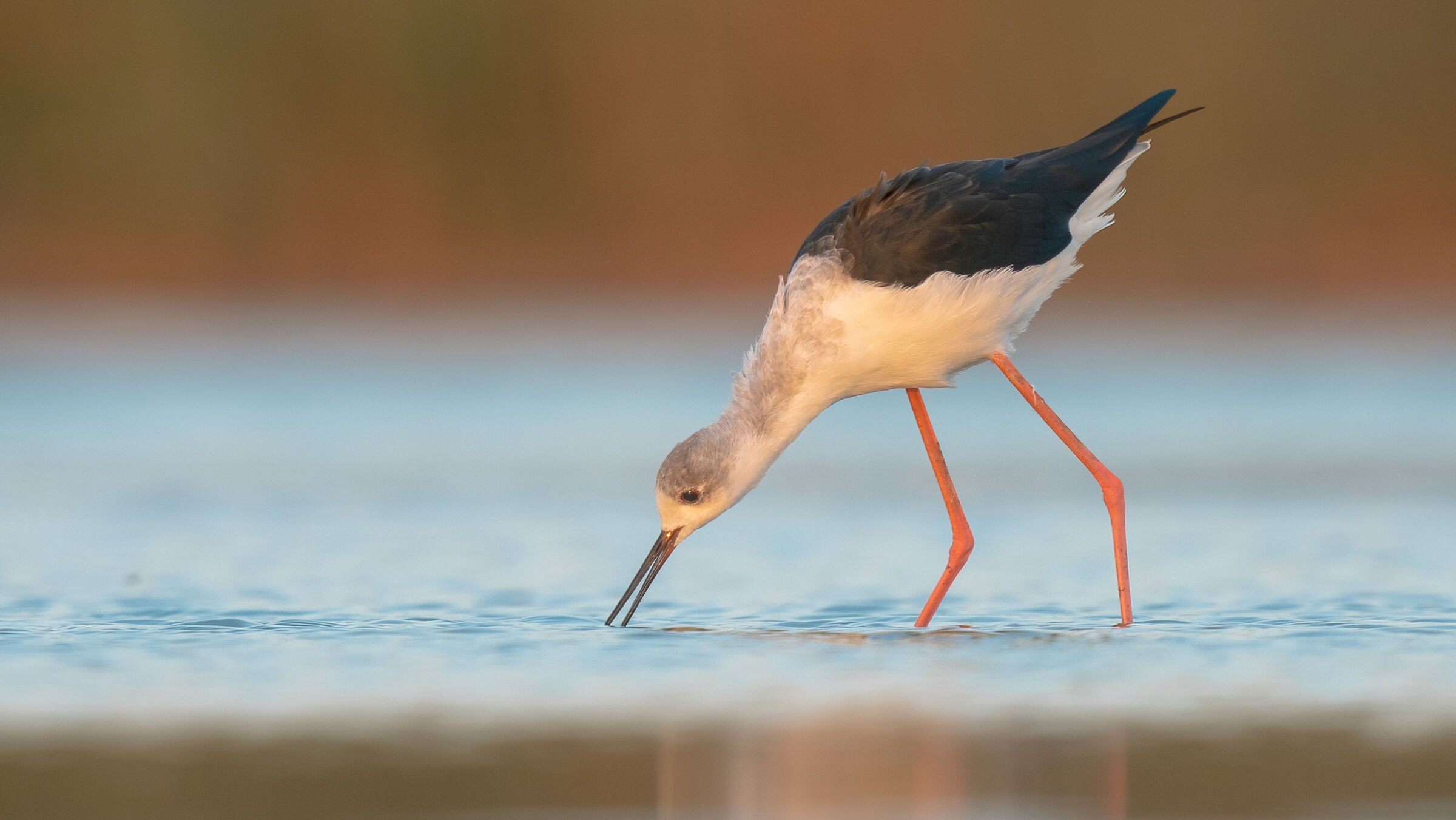black winged stilt
