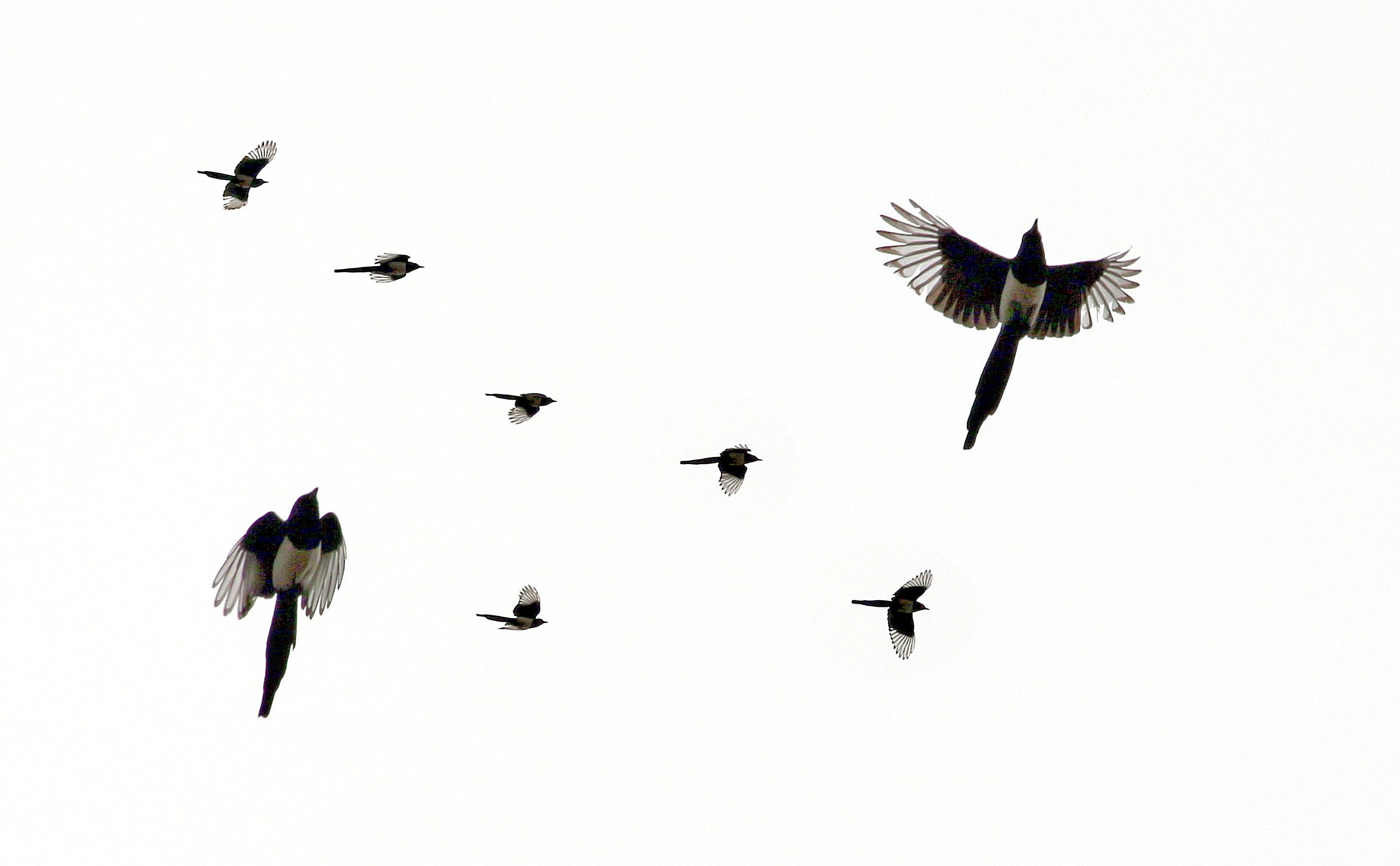 Magpie evolution mix