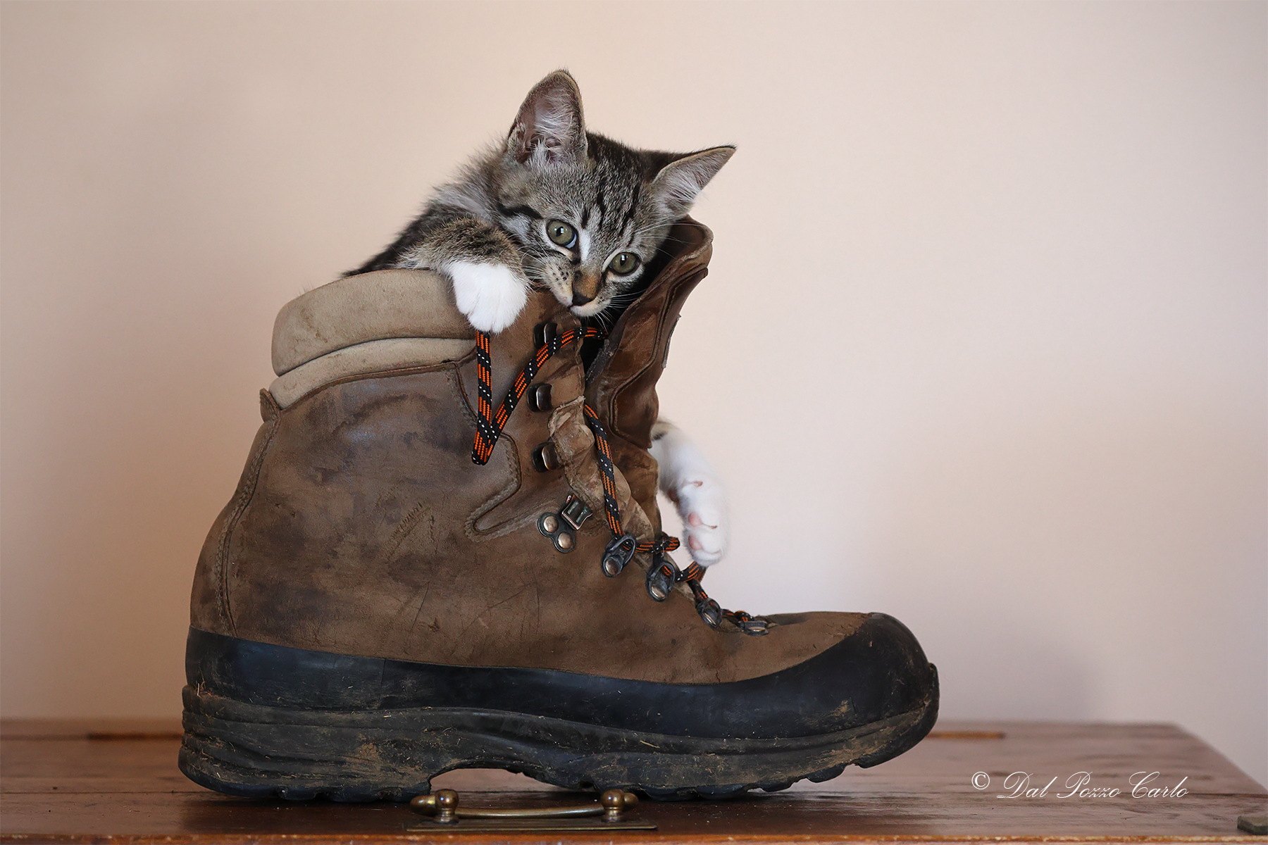 Minny VS Shoe ladakh gtx