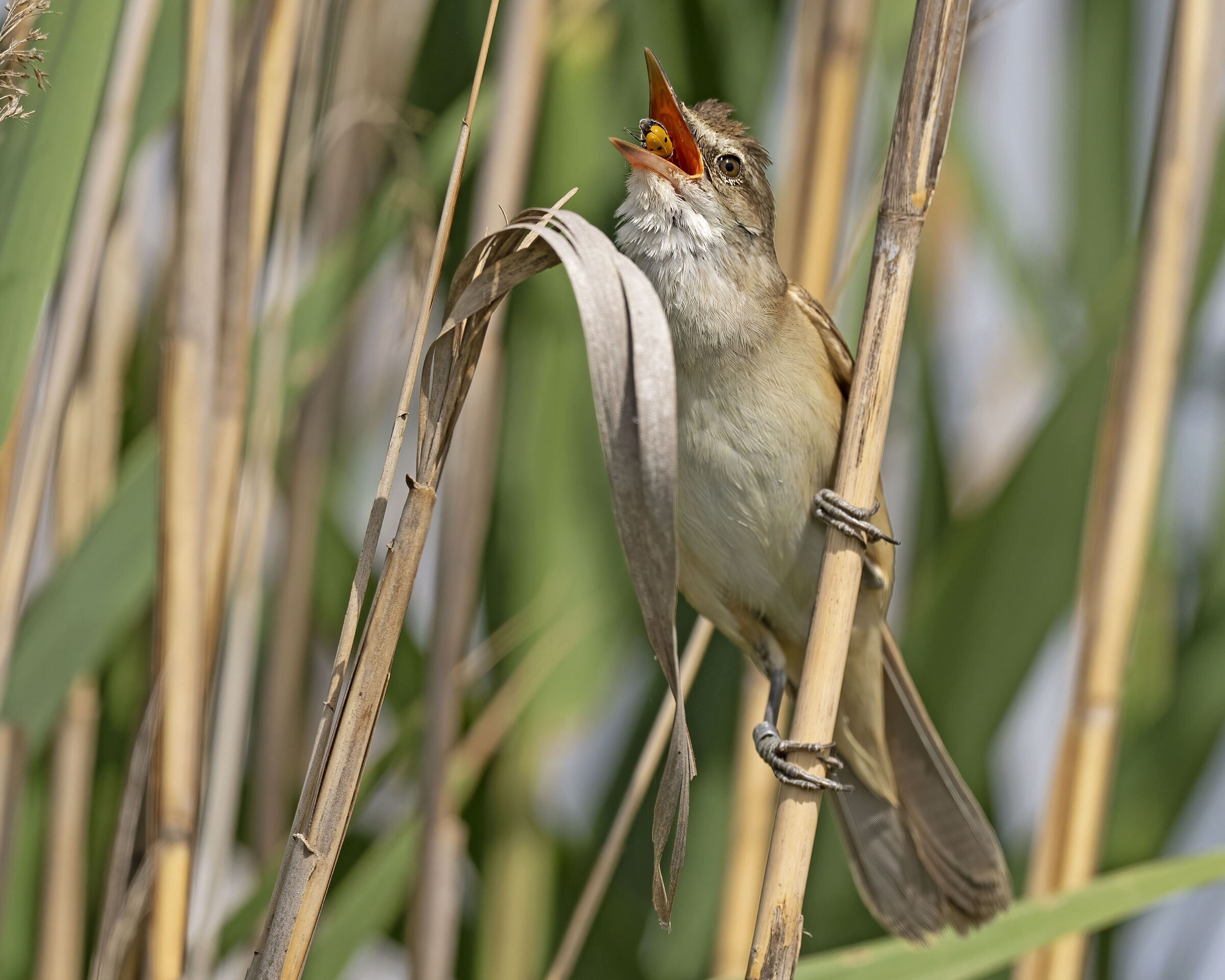 The Ladybug and the Cannareccione