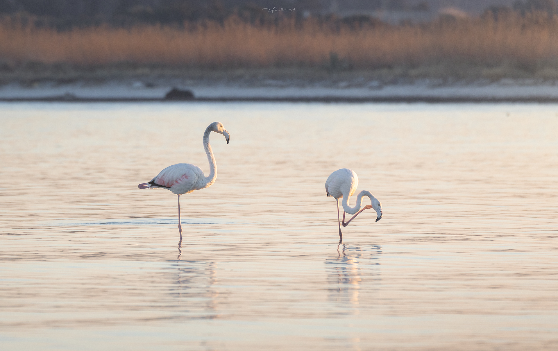 Flamingos