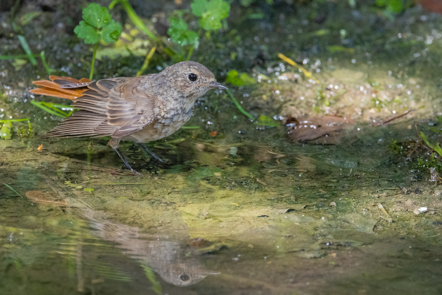 codirosso comune in acqua