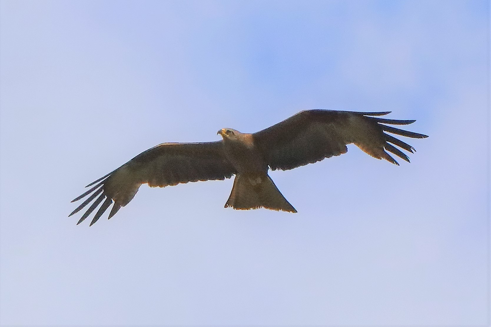 Nibbio bruno 29-06-2022