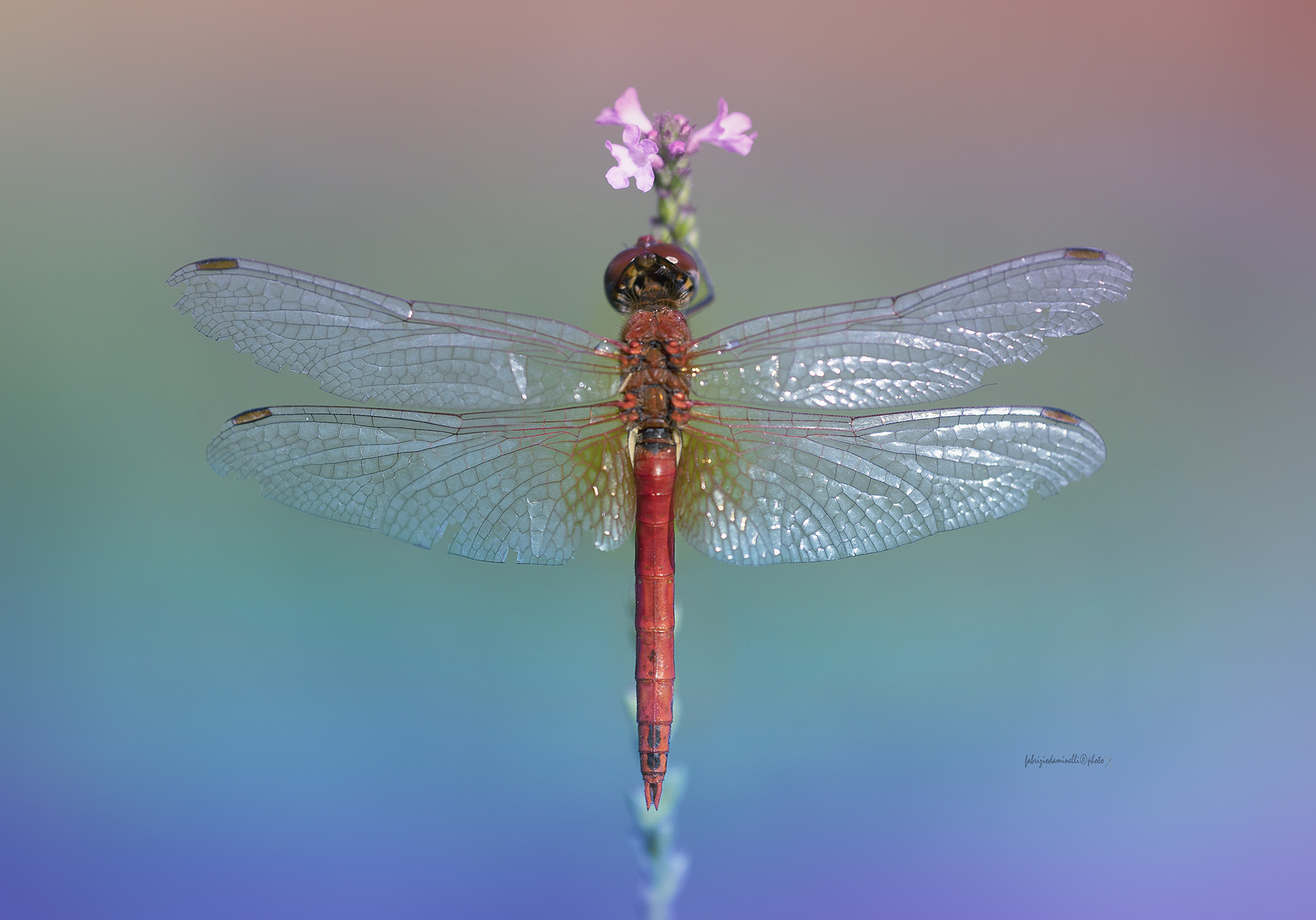 Sympetrum fonscolombii - male