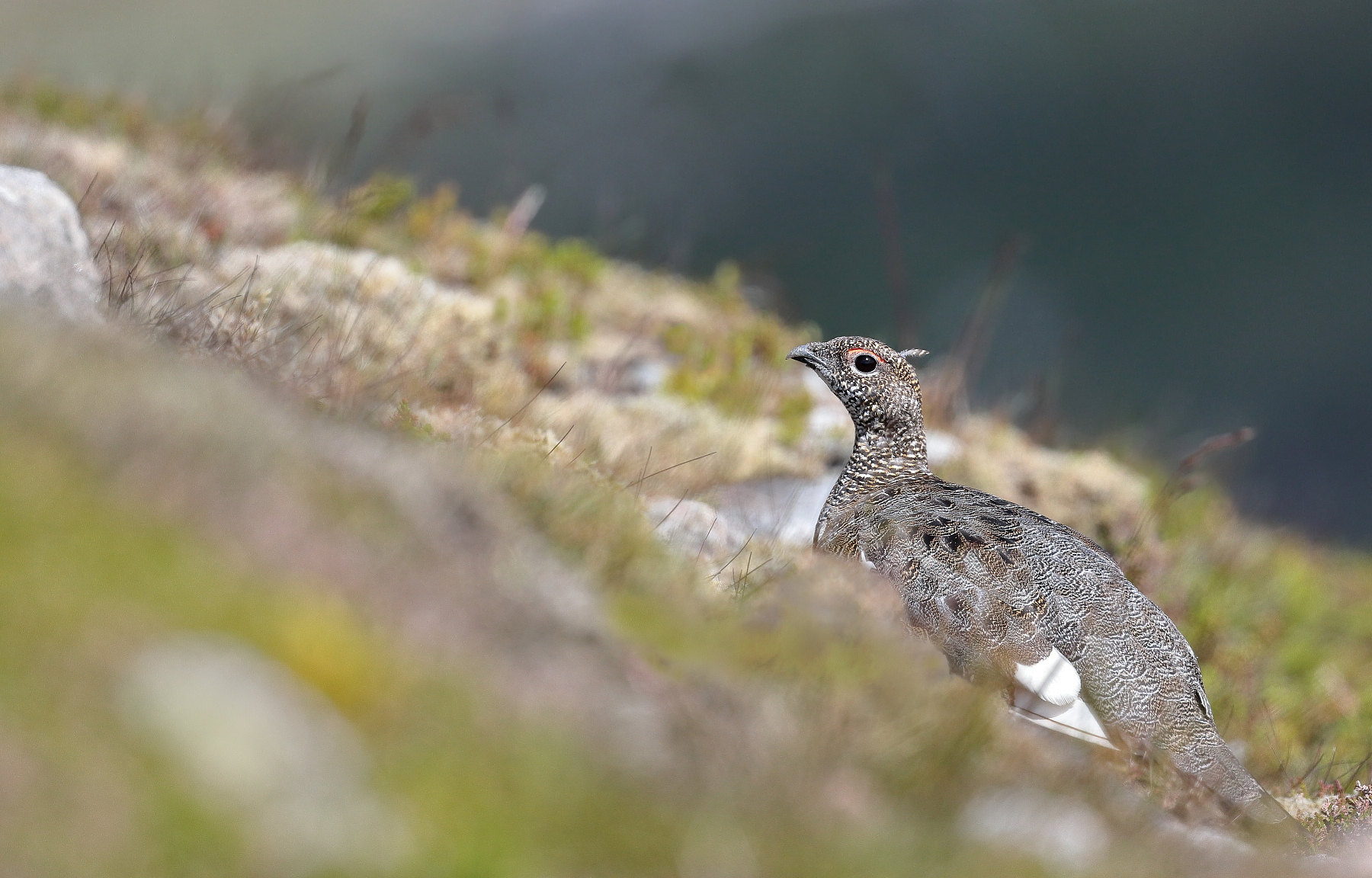 Tra muschi e licheni...