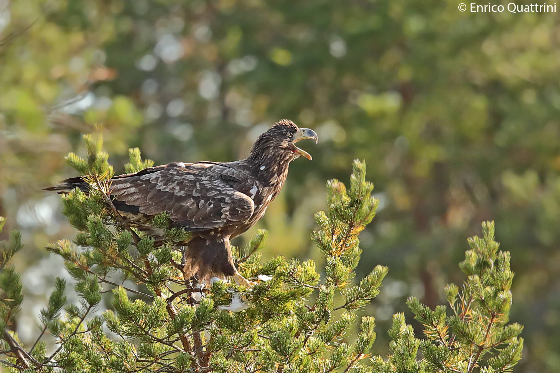 Aquila di mare coda bianca