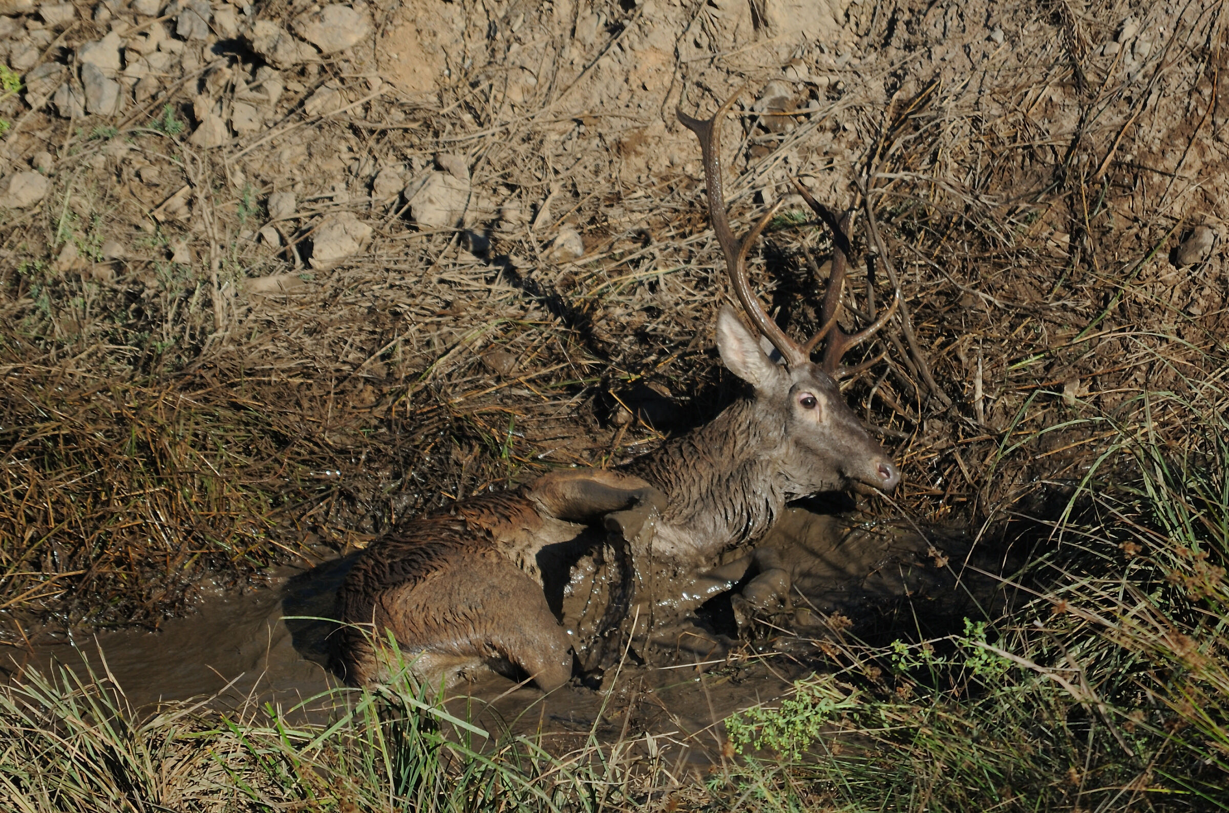 Deer with insoglio