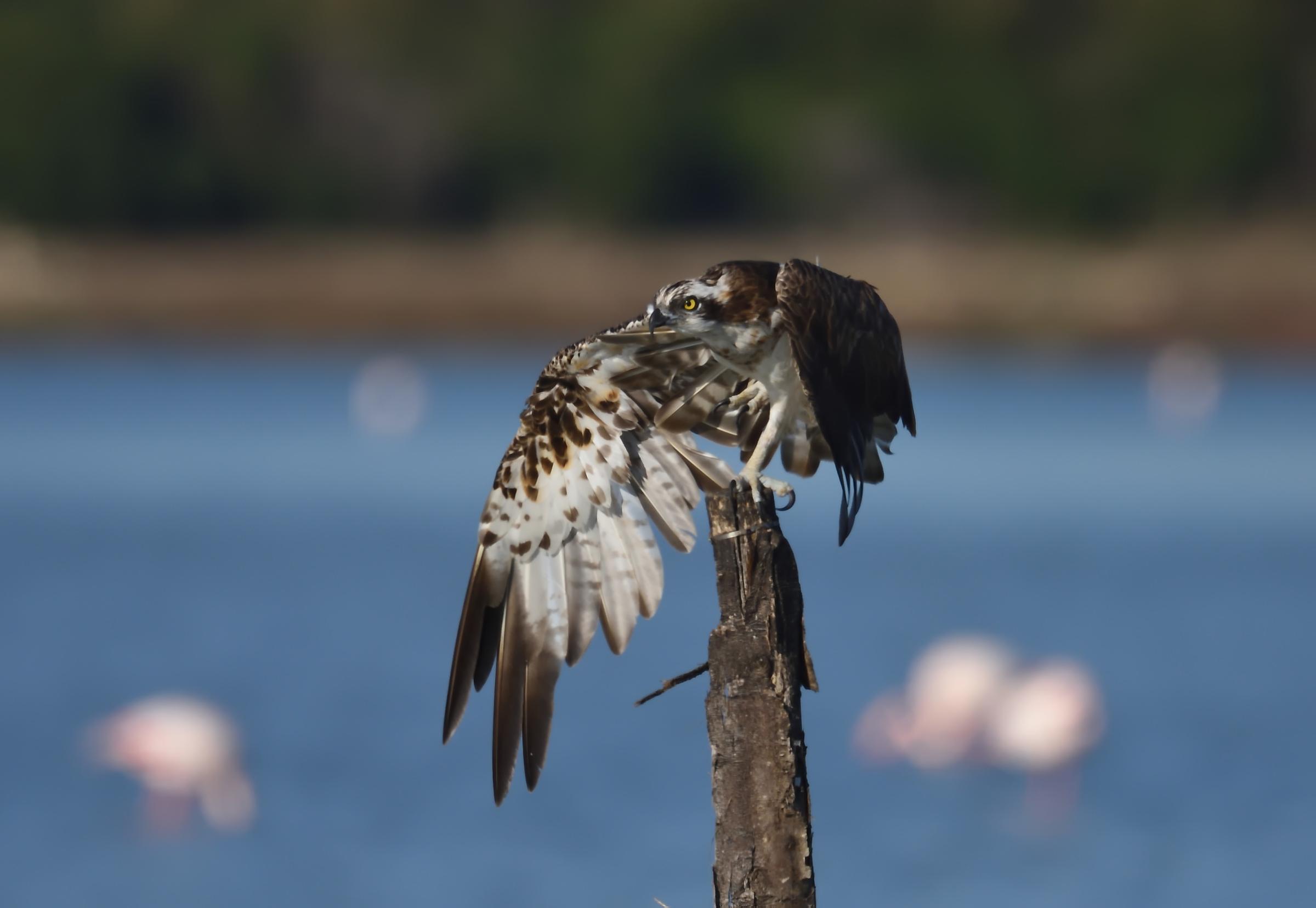 Osprey