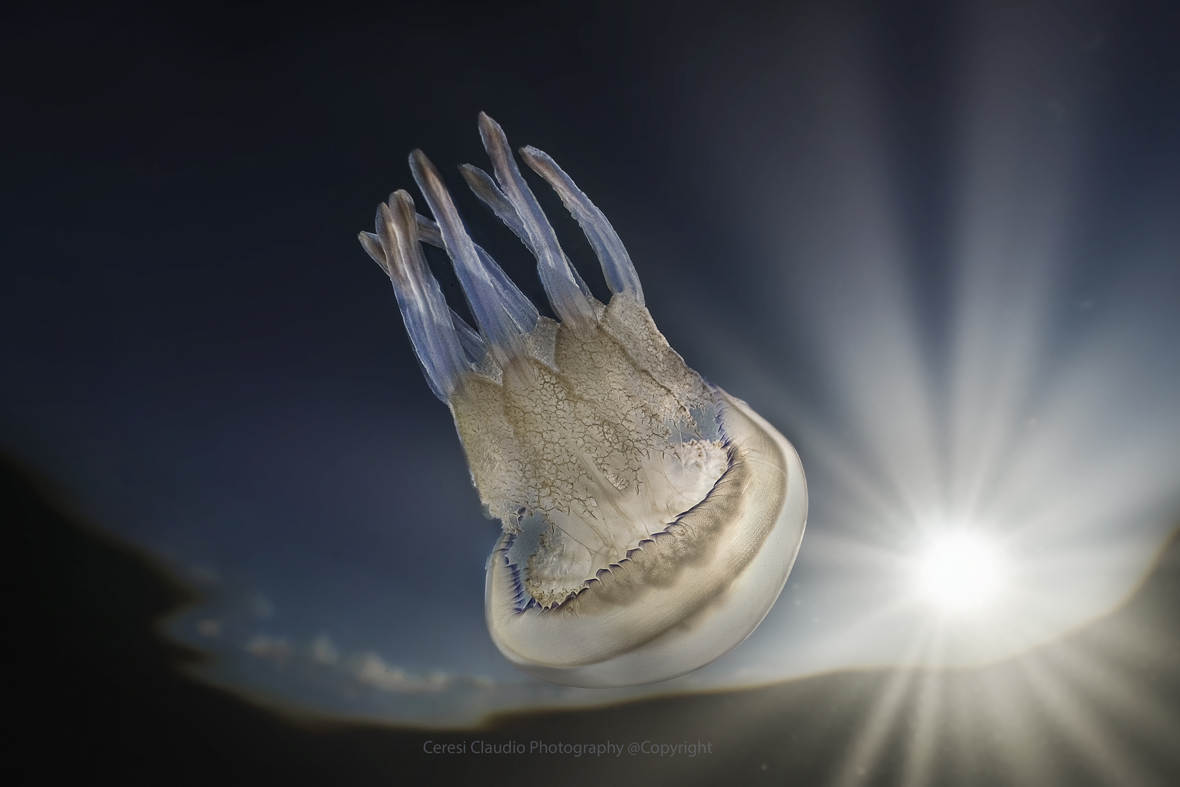 Rizostoma pulmo