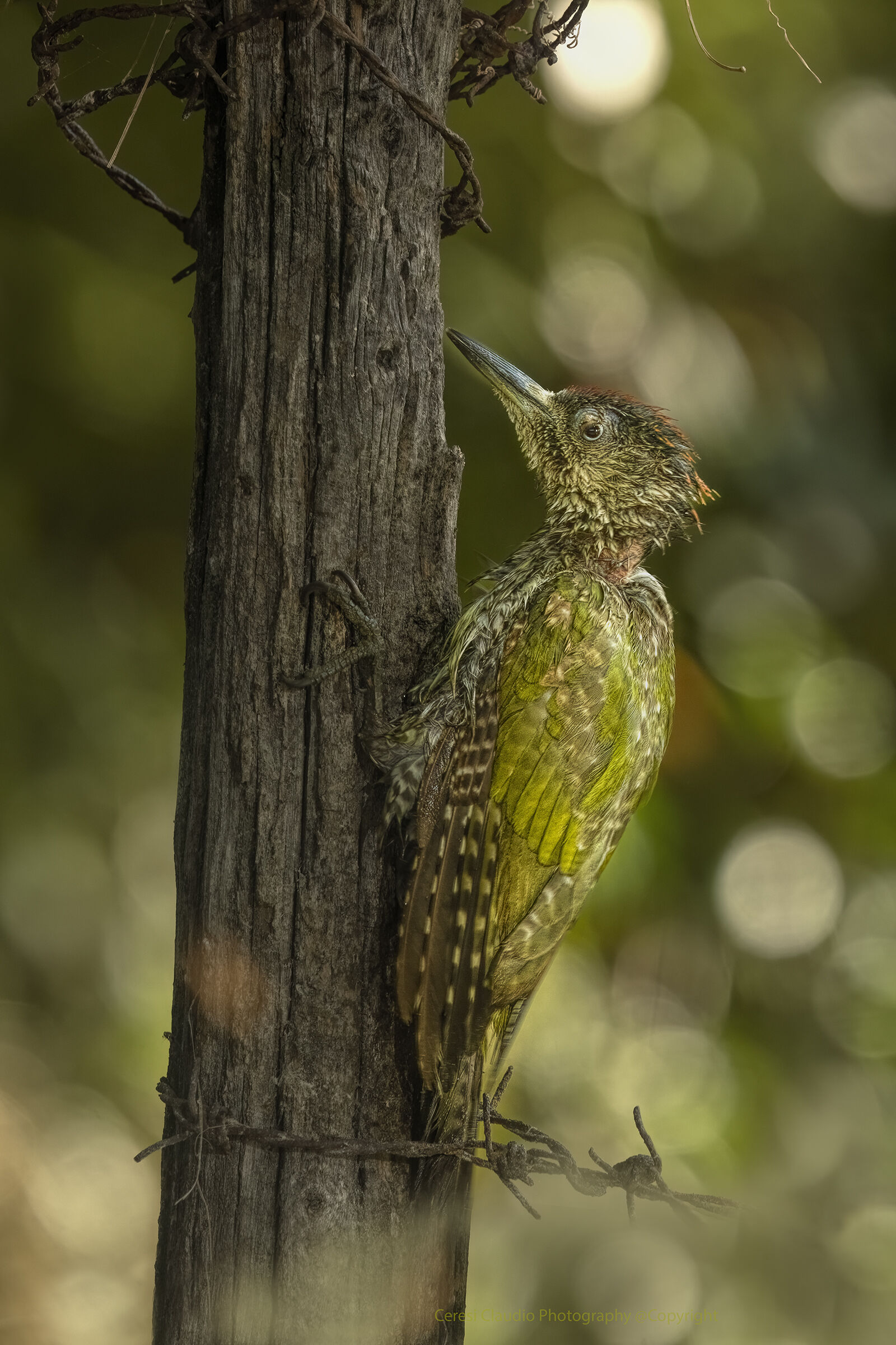 spennacchiotto , picchio verde juvens femmina