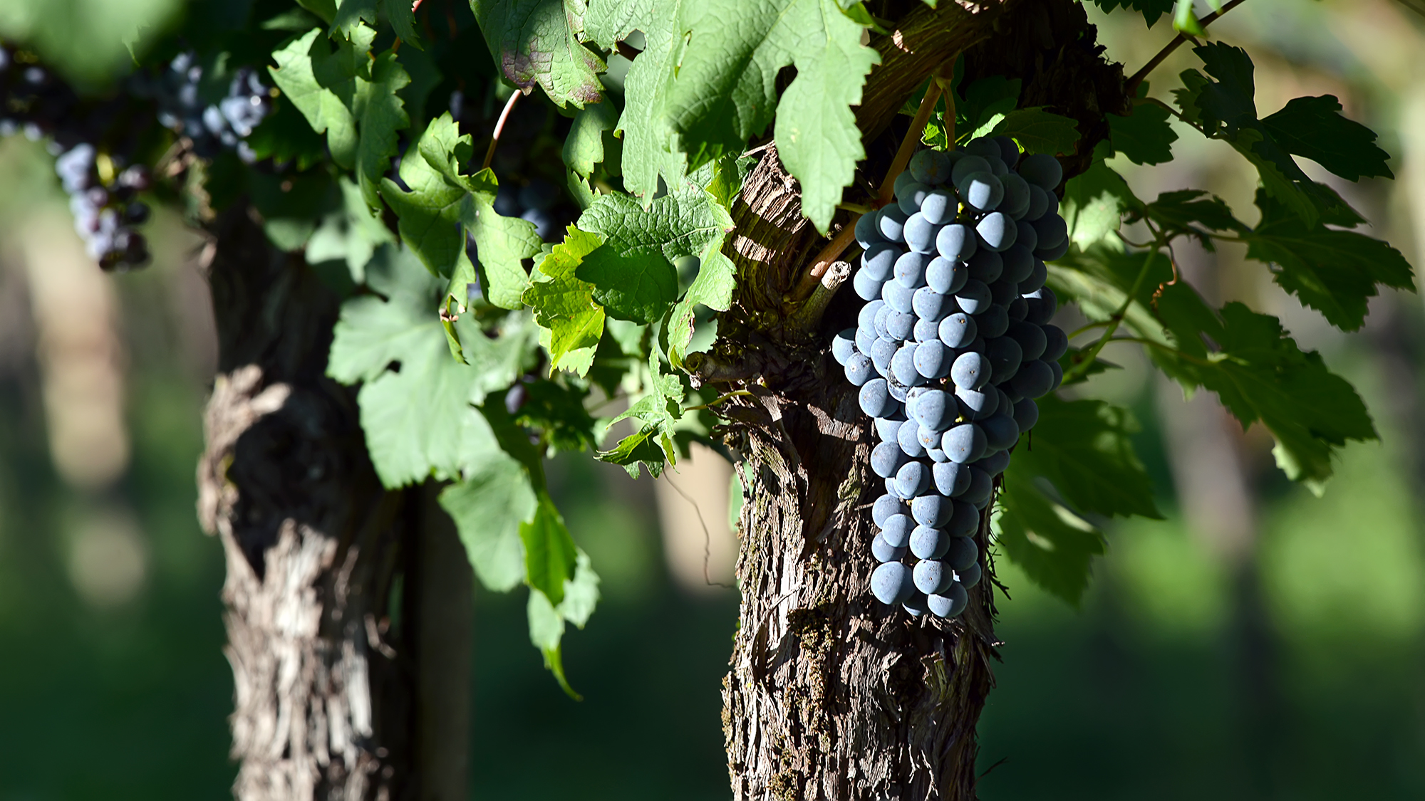 Vineyard and grapes