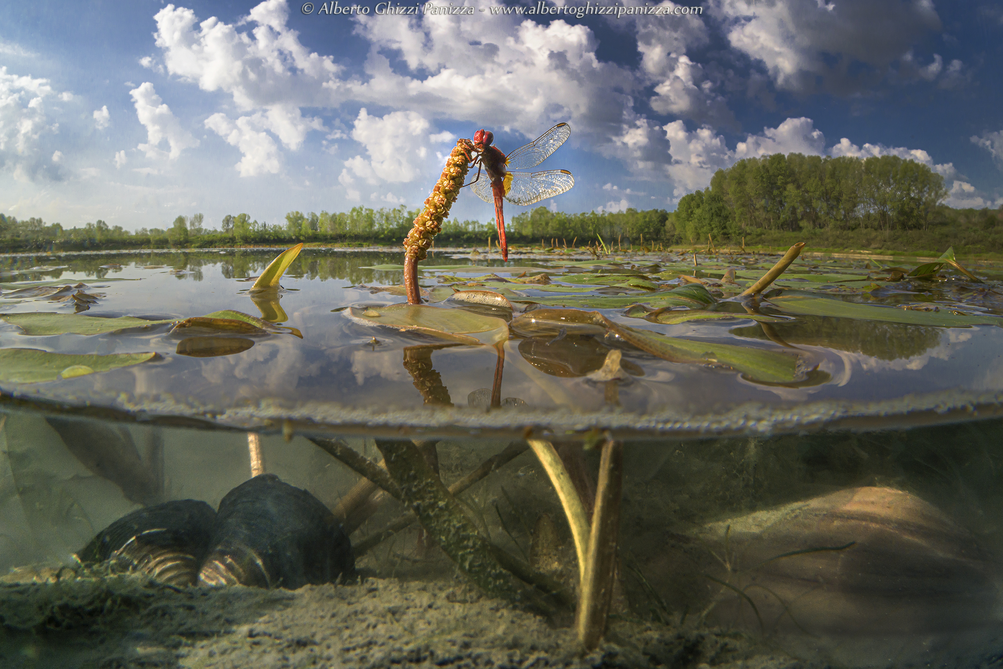 Macro flush with water #2