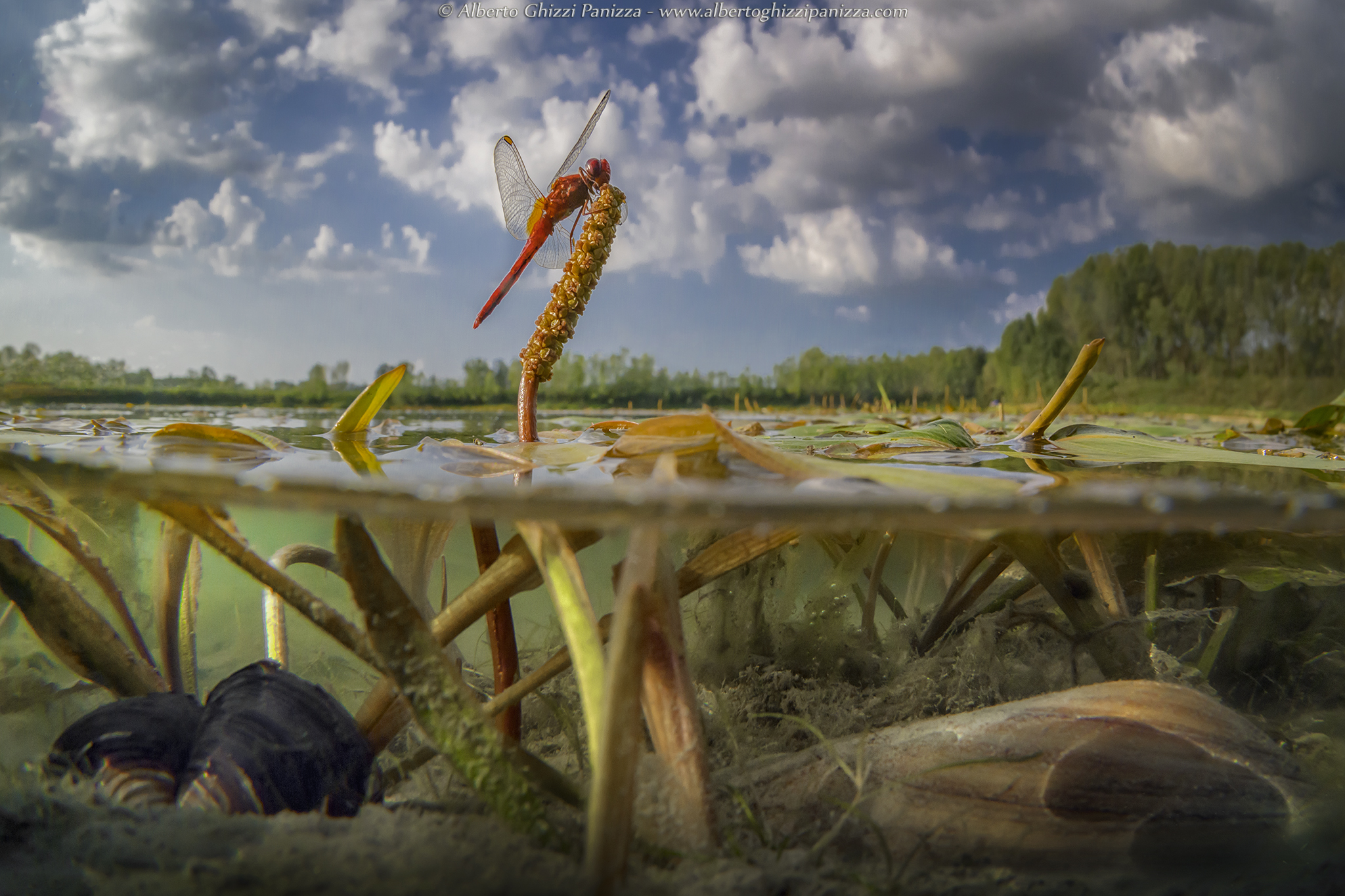 Macro flush with water #3