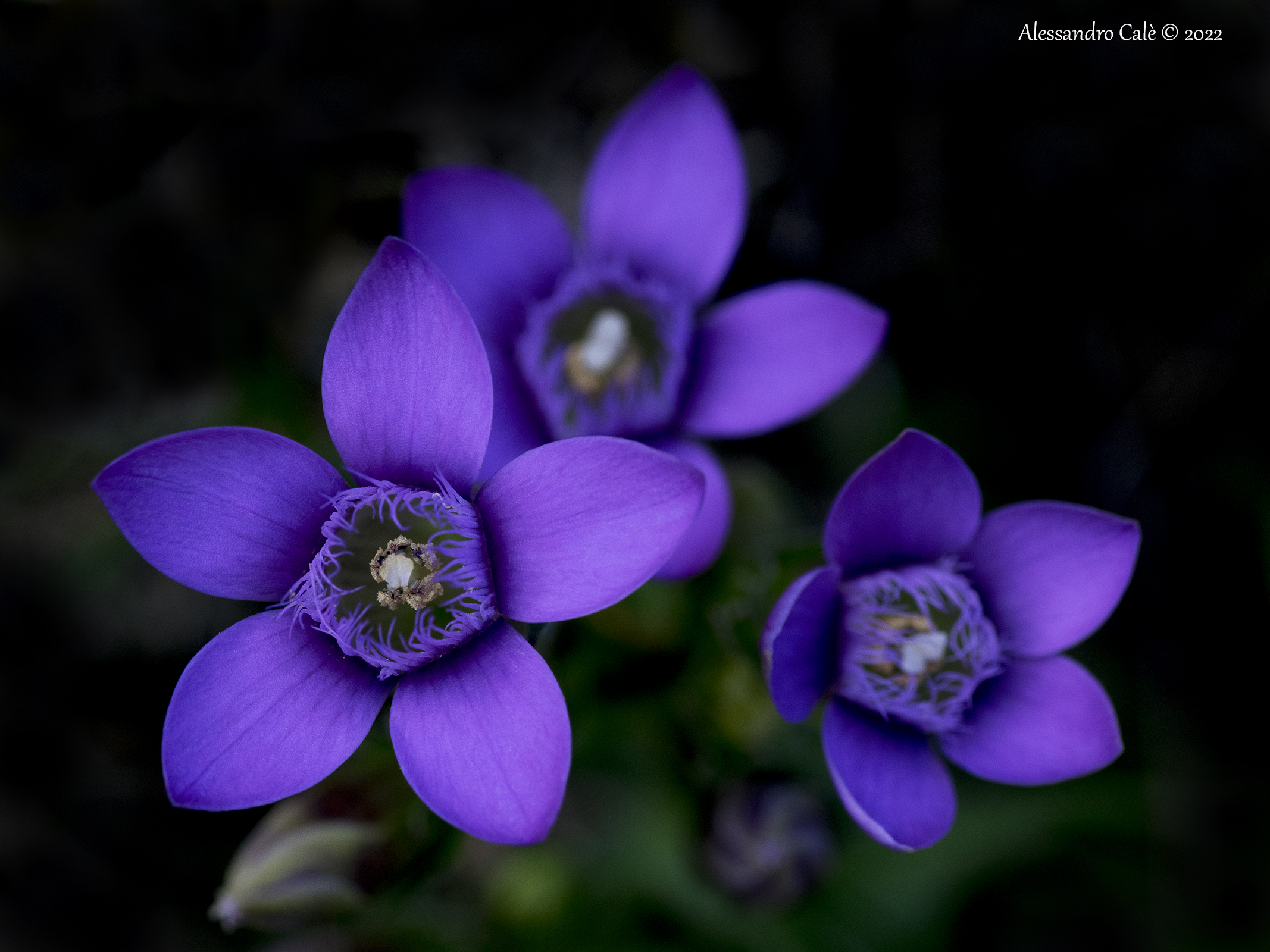 Gentianella campestris (Genzianella campestre) 8103