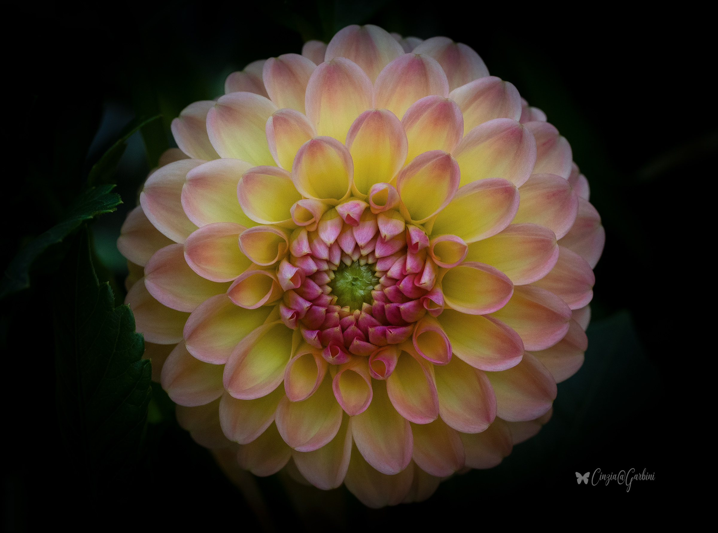 dahlia