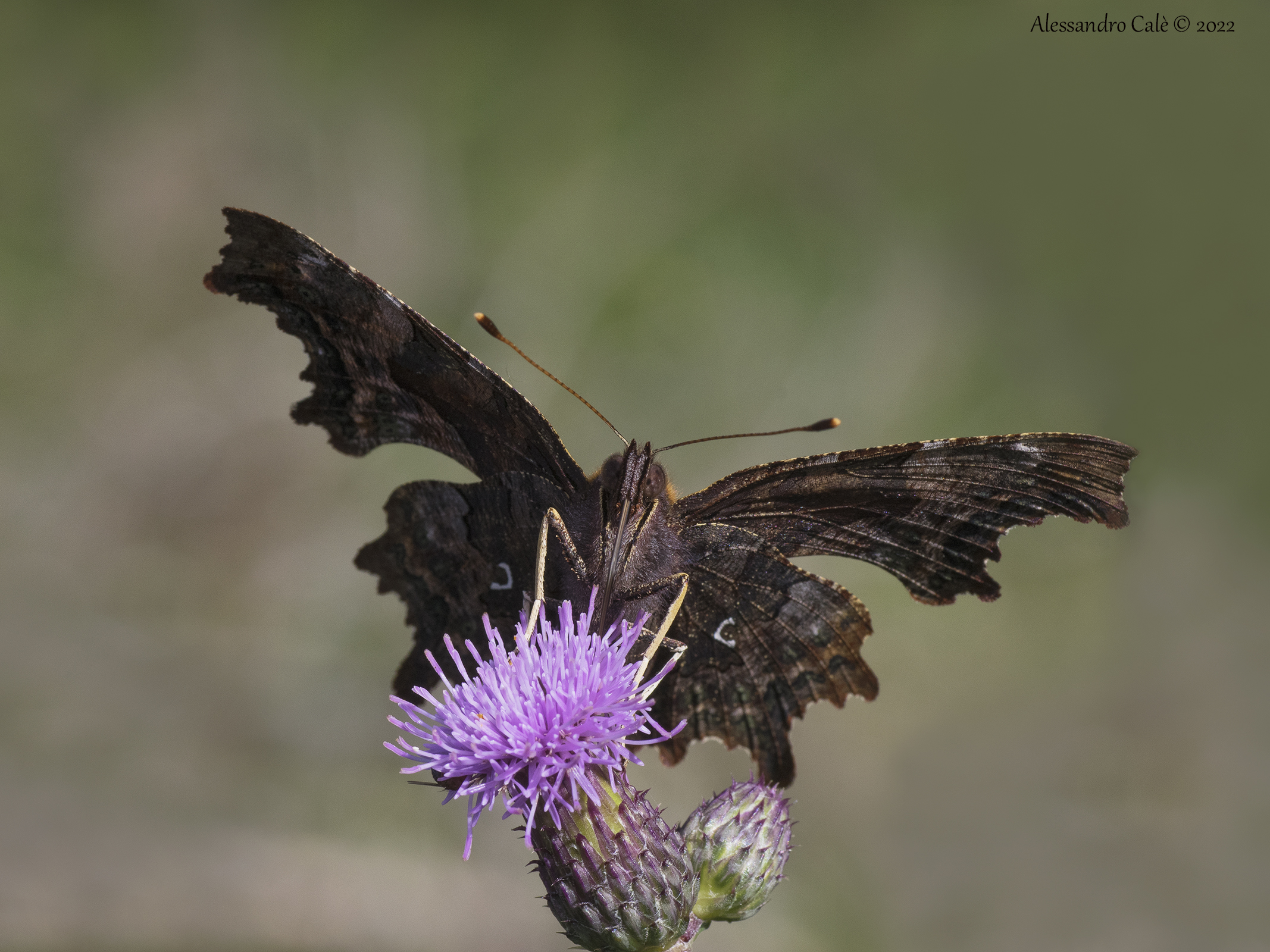 Polygonia c album (Vanessa c bianco) 8351