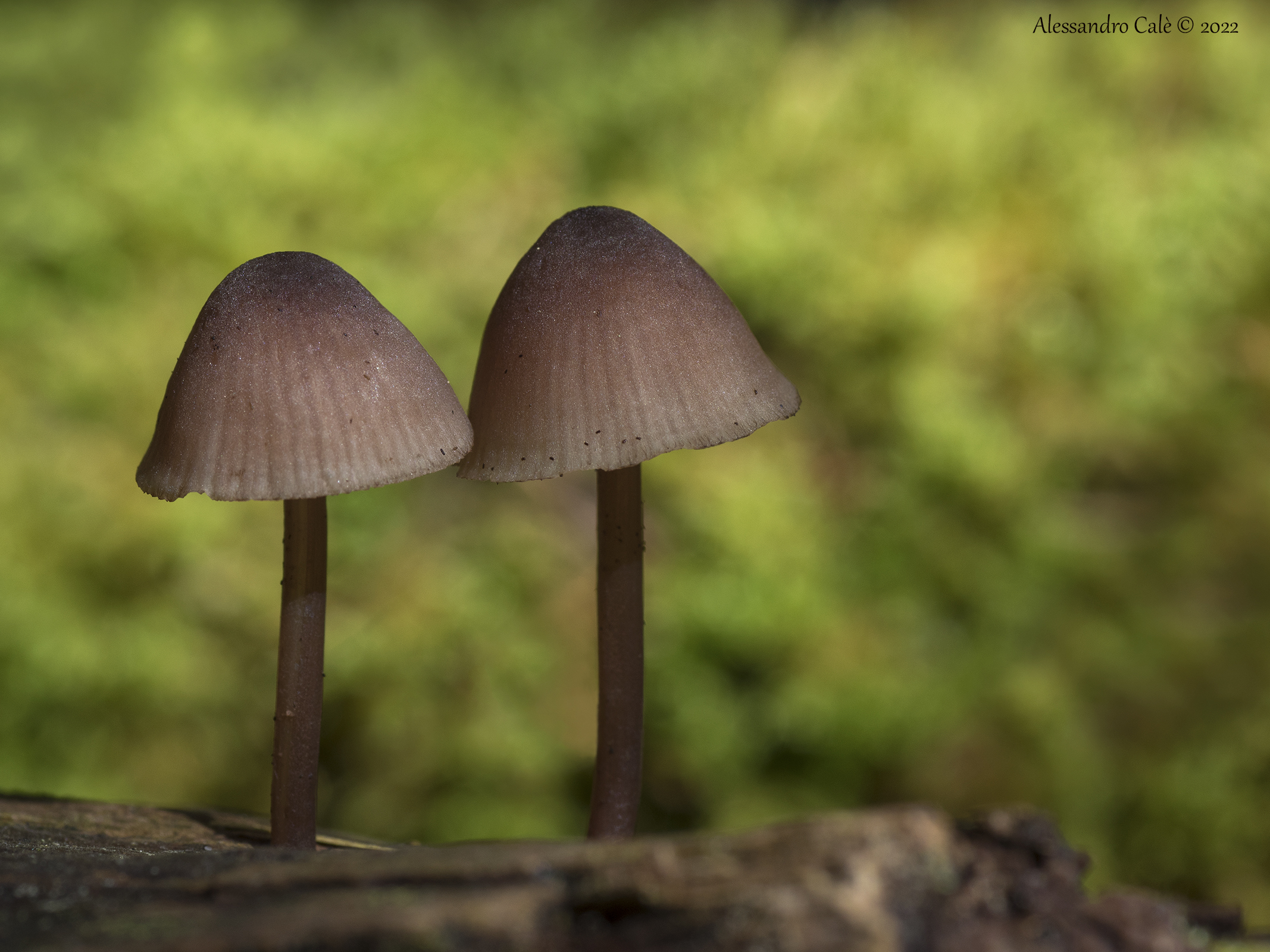 Mushrooms 8274