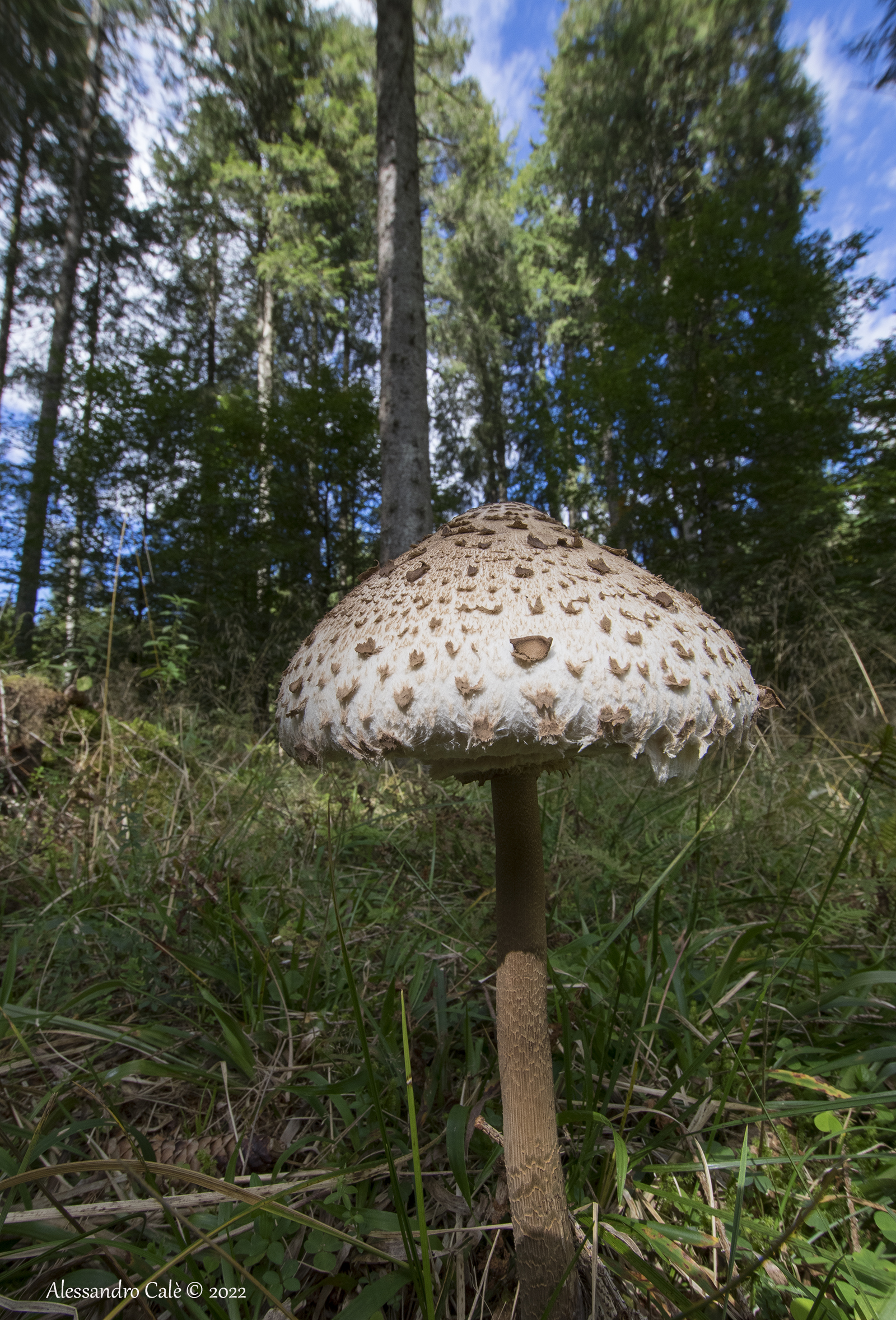 Macrolepiota procera (Drum Mace) 8196