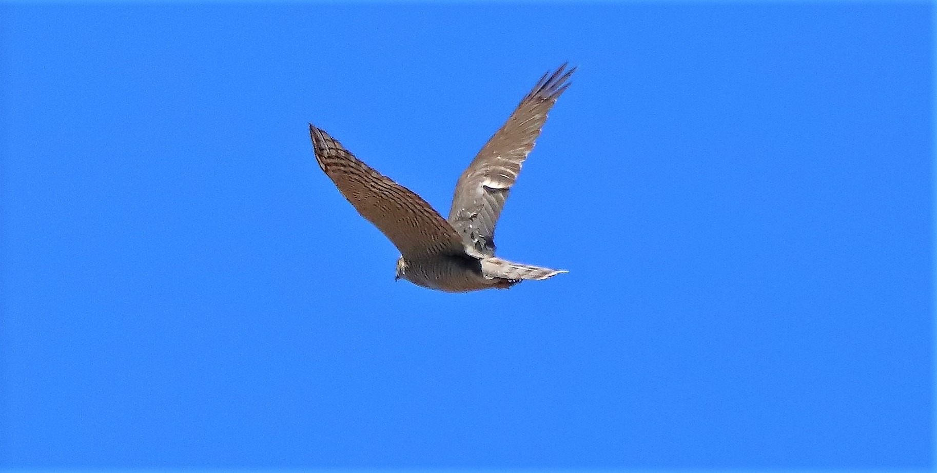 sparviere 10-07-2022