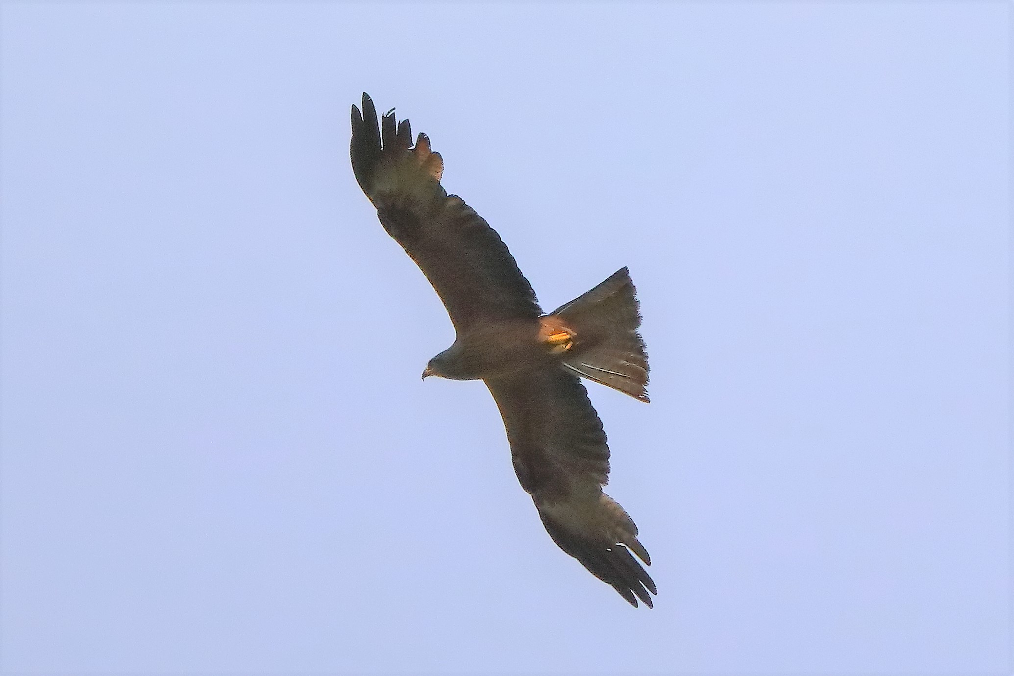 Nibbio bruno 29-06-2022