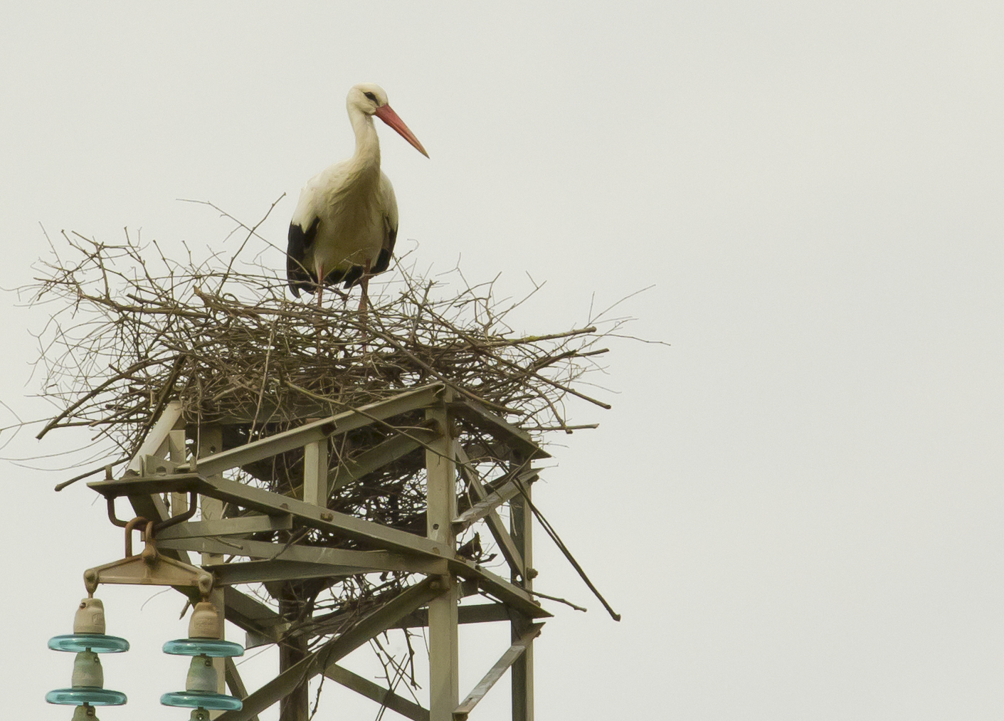 where they dare .... storks (Ciconia ciconia)