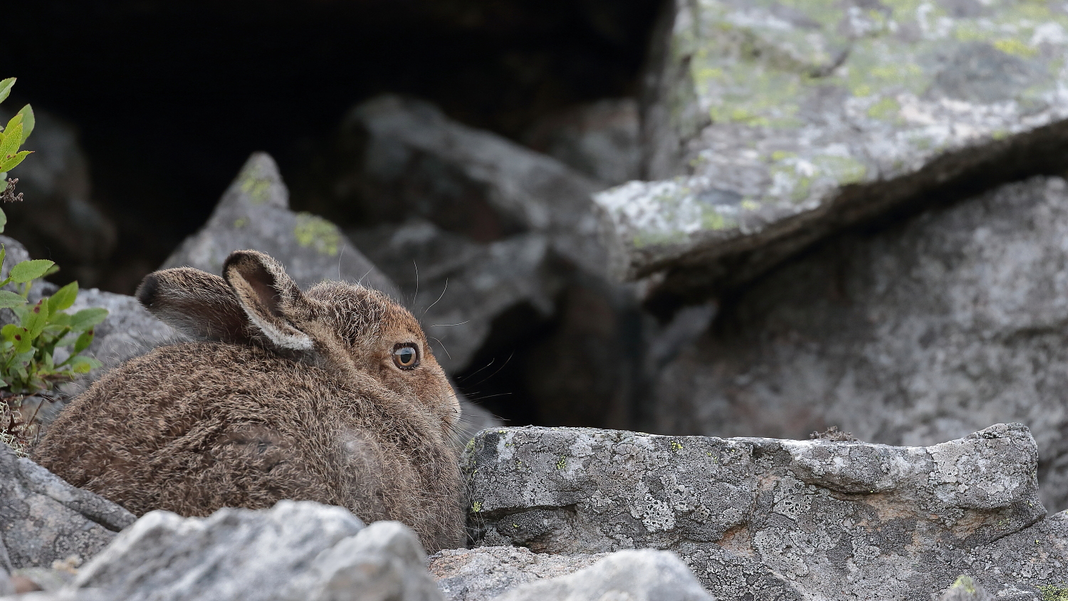 Shy... but not too much!