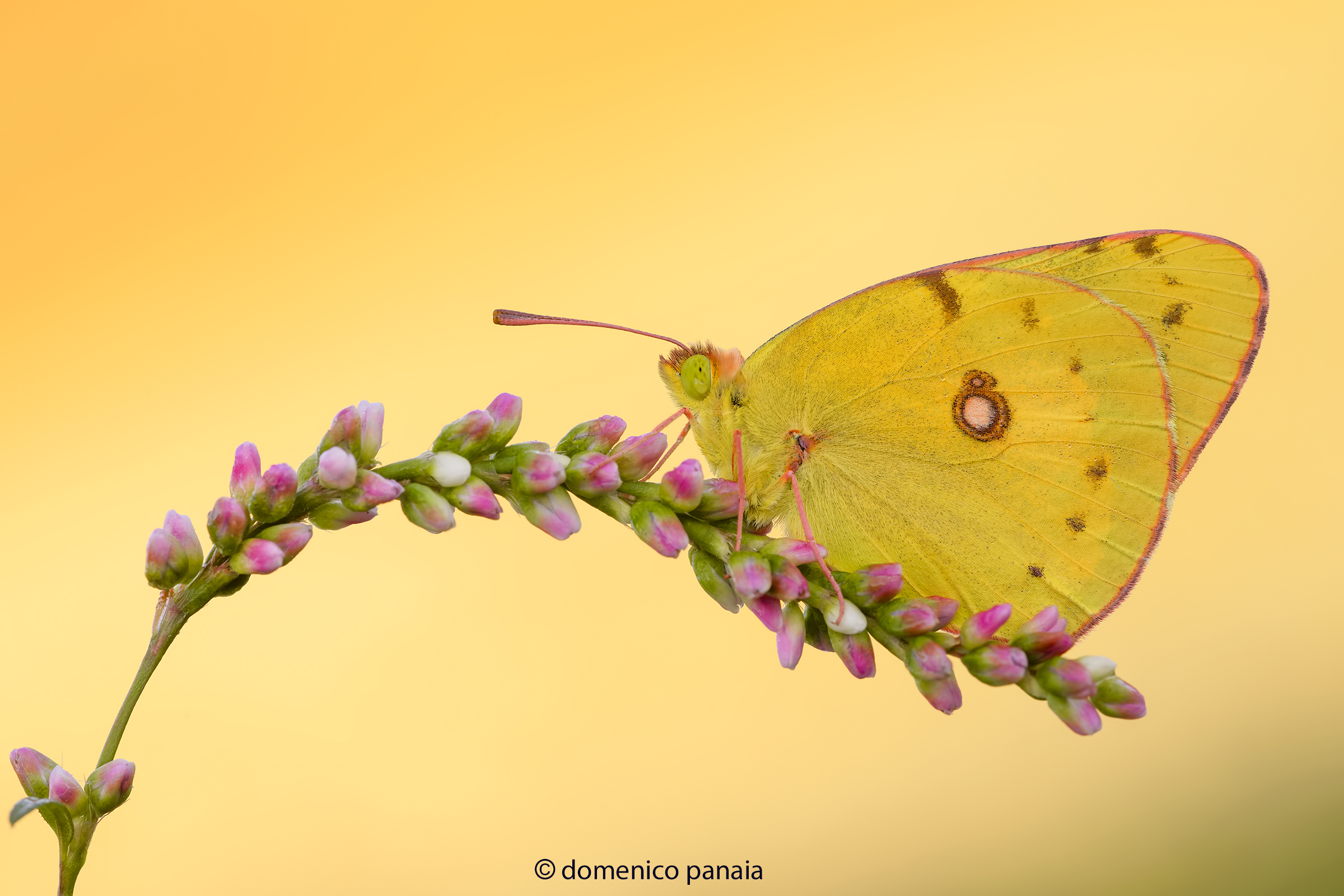 colias crocea