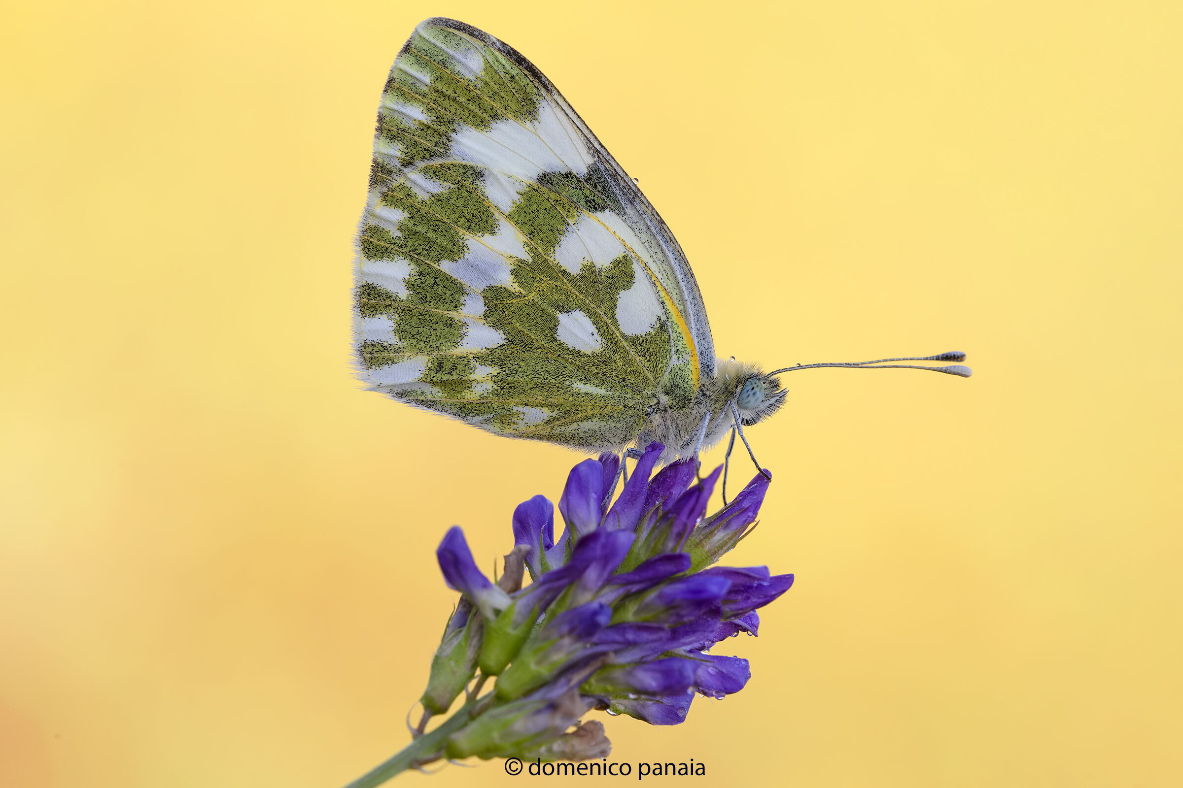 pontia edusa