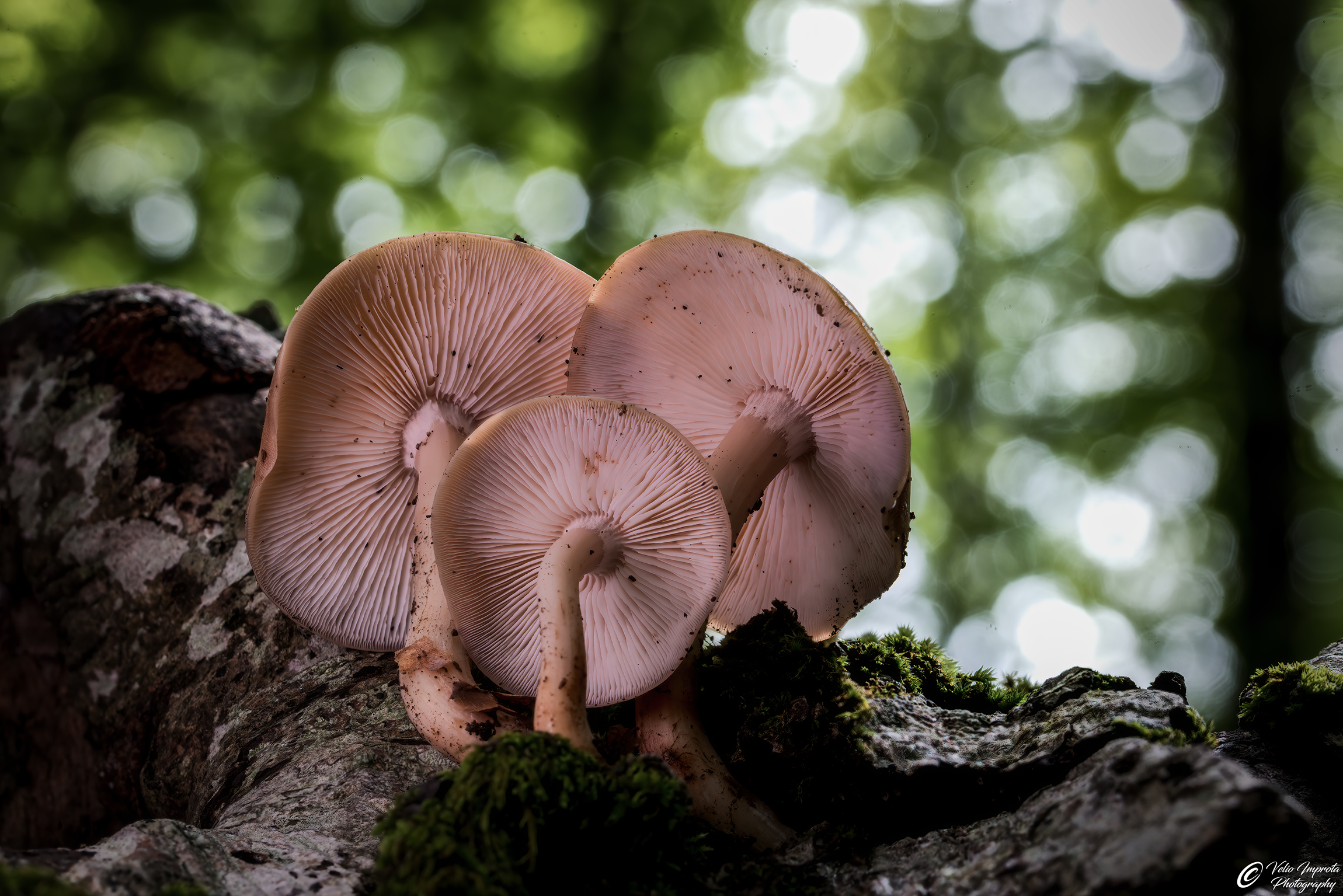 Guardando verso l'alto