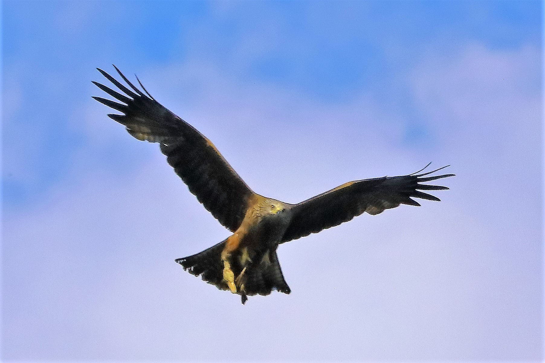 Nibbio bruno 06-06-2022