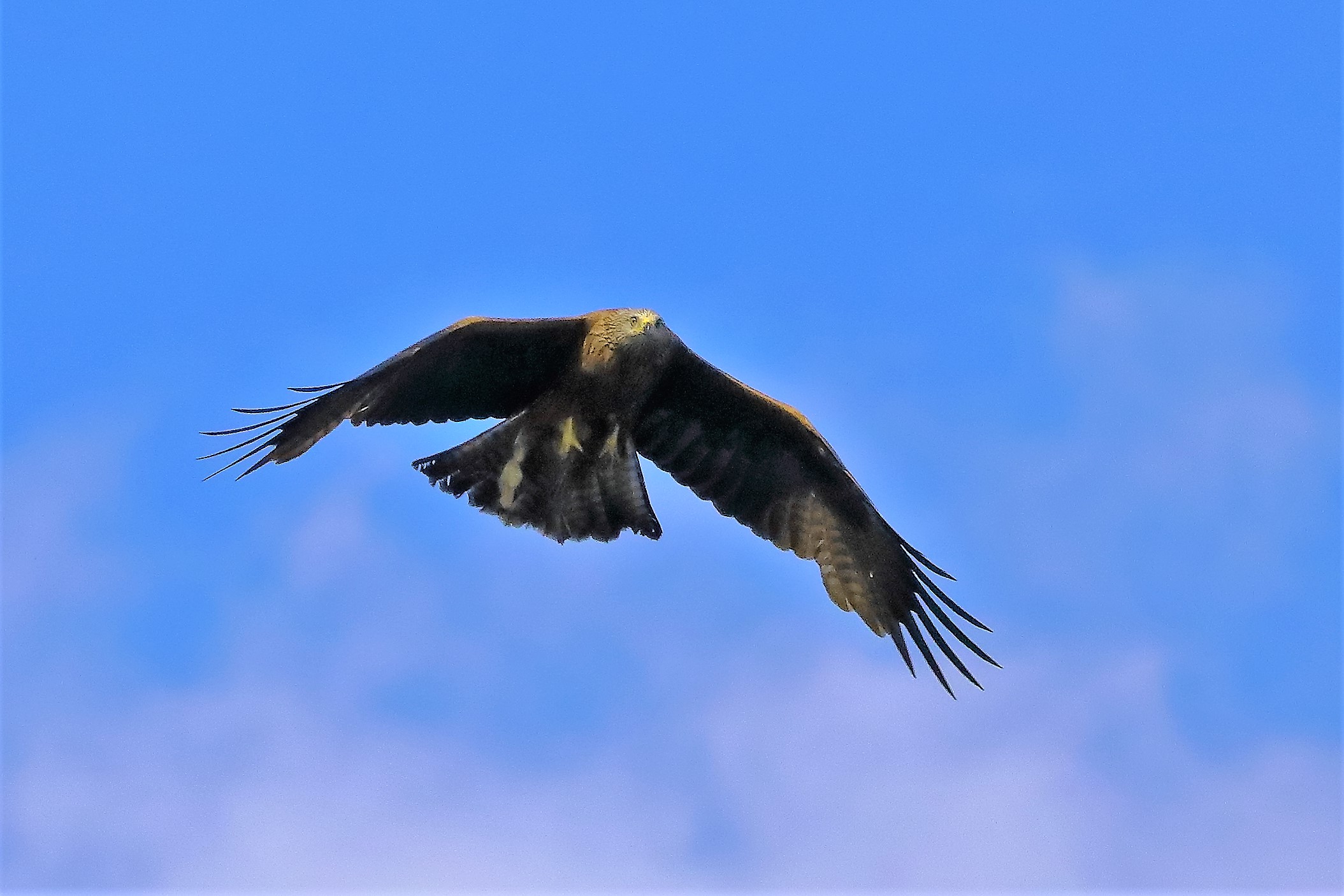 Nibbio bruno 06-06-2022