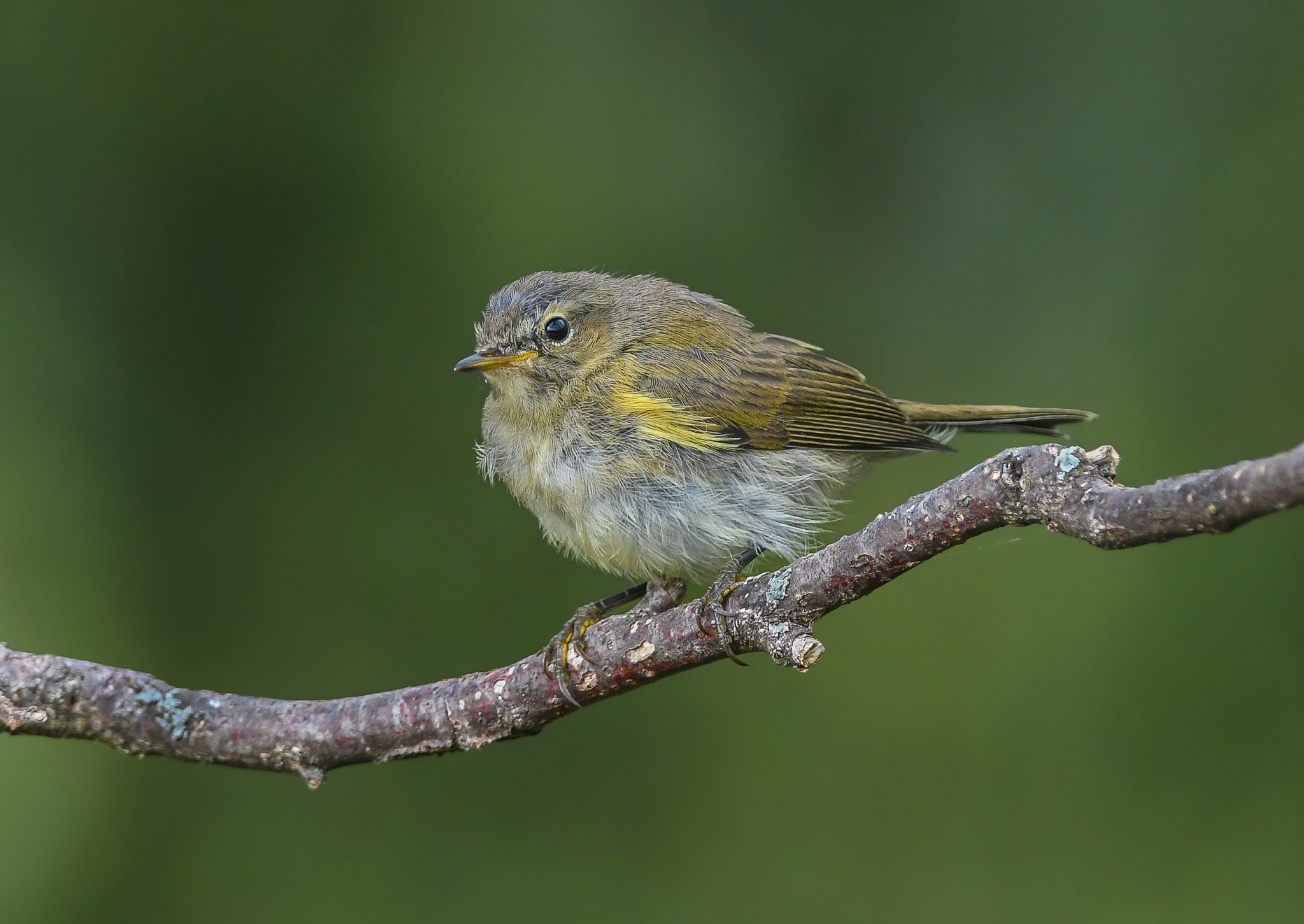 Giovane Luì piccolo con le piume scompigliate