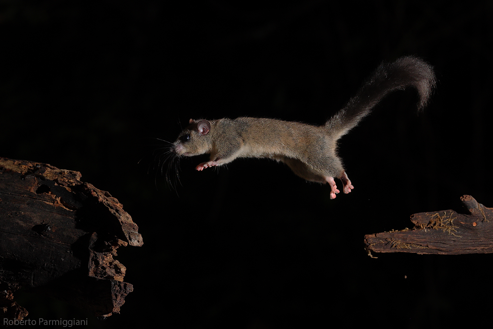 Formidabile agilità