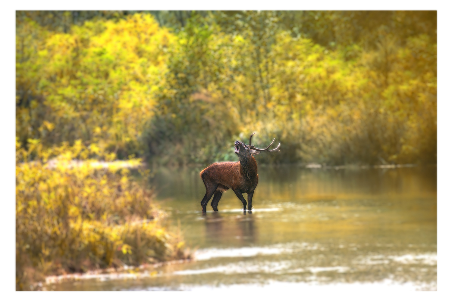 Let the period of love begin