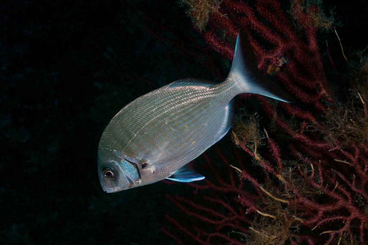 AMP PORTOFINO the turret