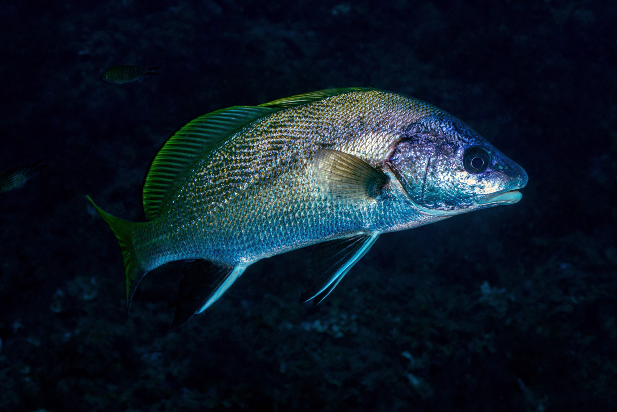 AMP PORTOFINO. the turret